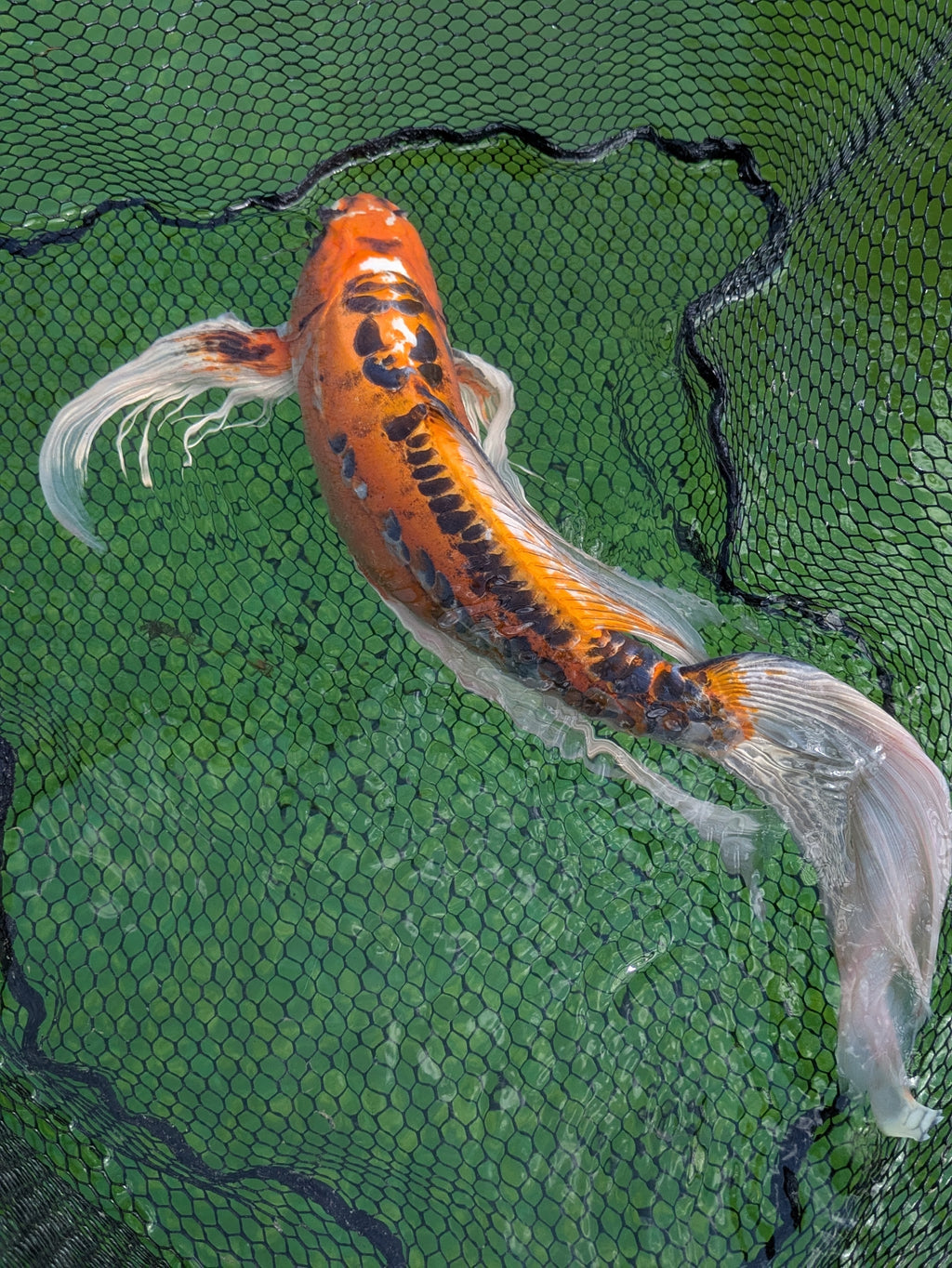 24" Jumbo Butterfly Koi Fish