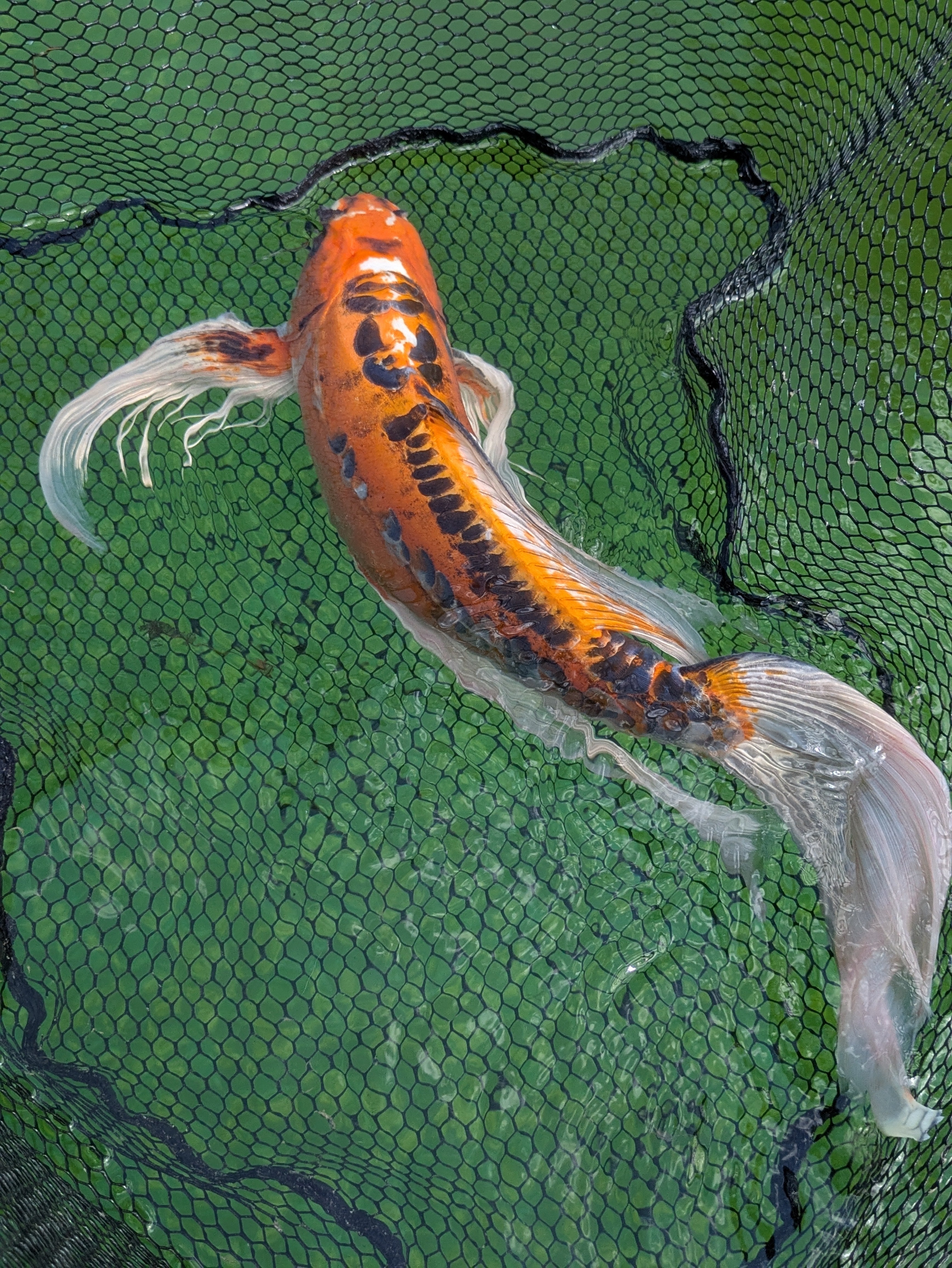 24" Jumbo Butterfly Koi Fish