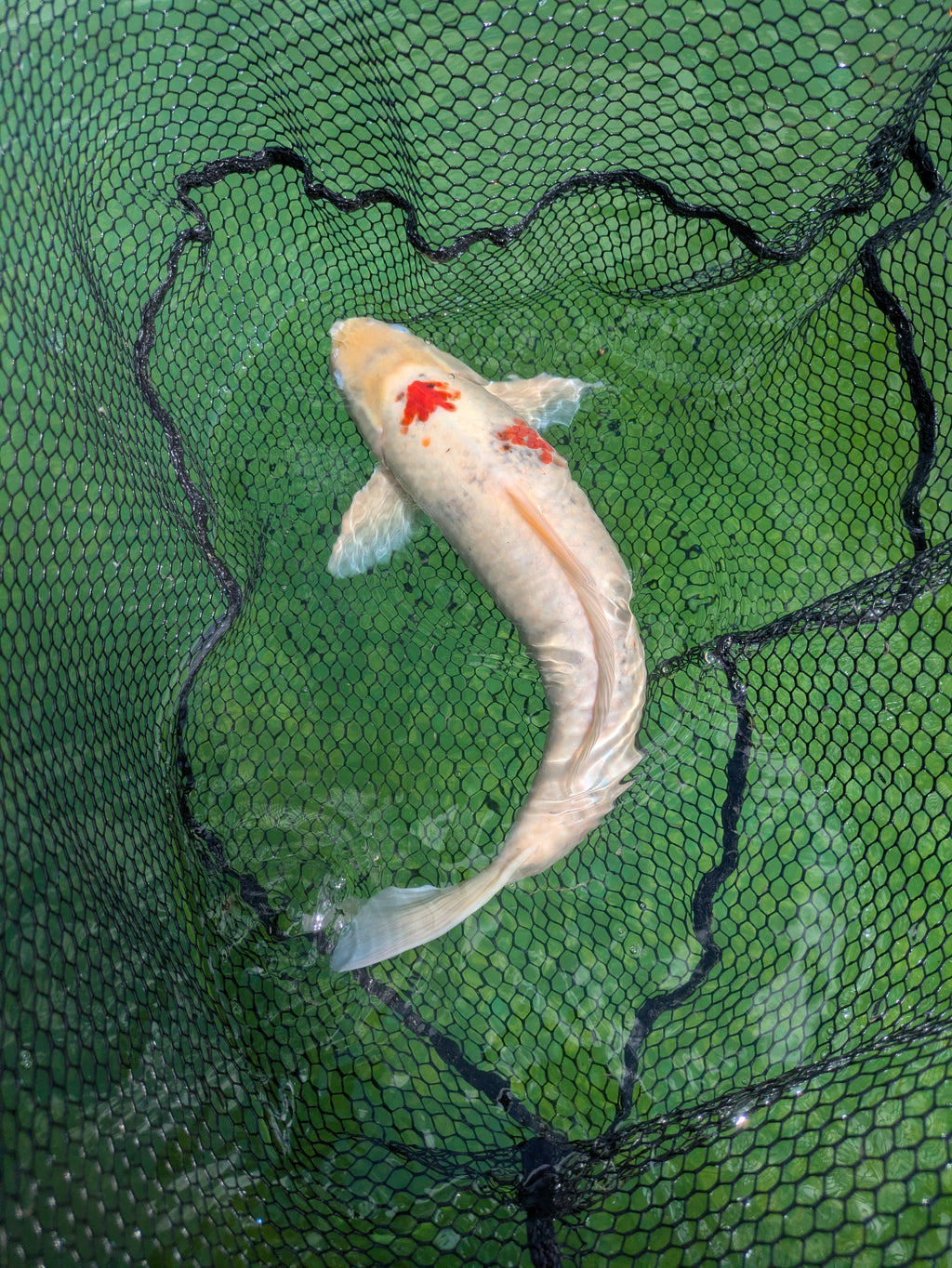 22" Jumbo Sanke Koi Fish