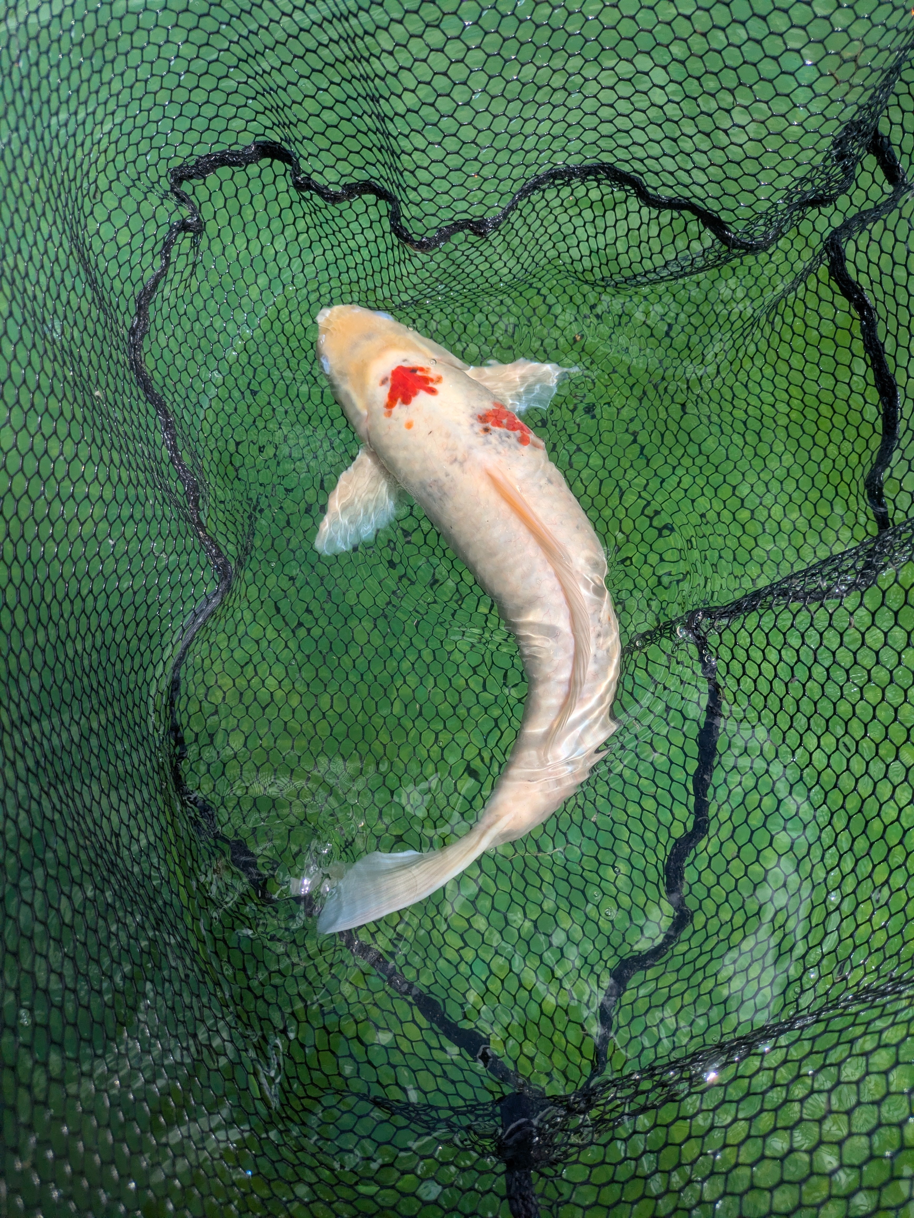 22" Jumbo Sanke Koi Fish