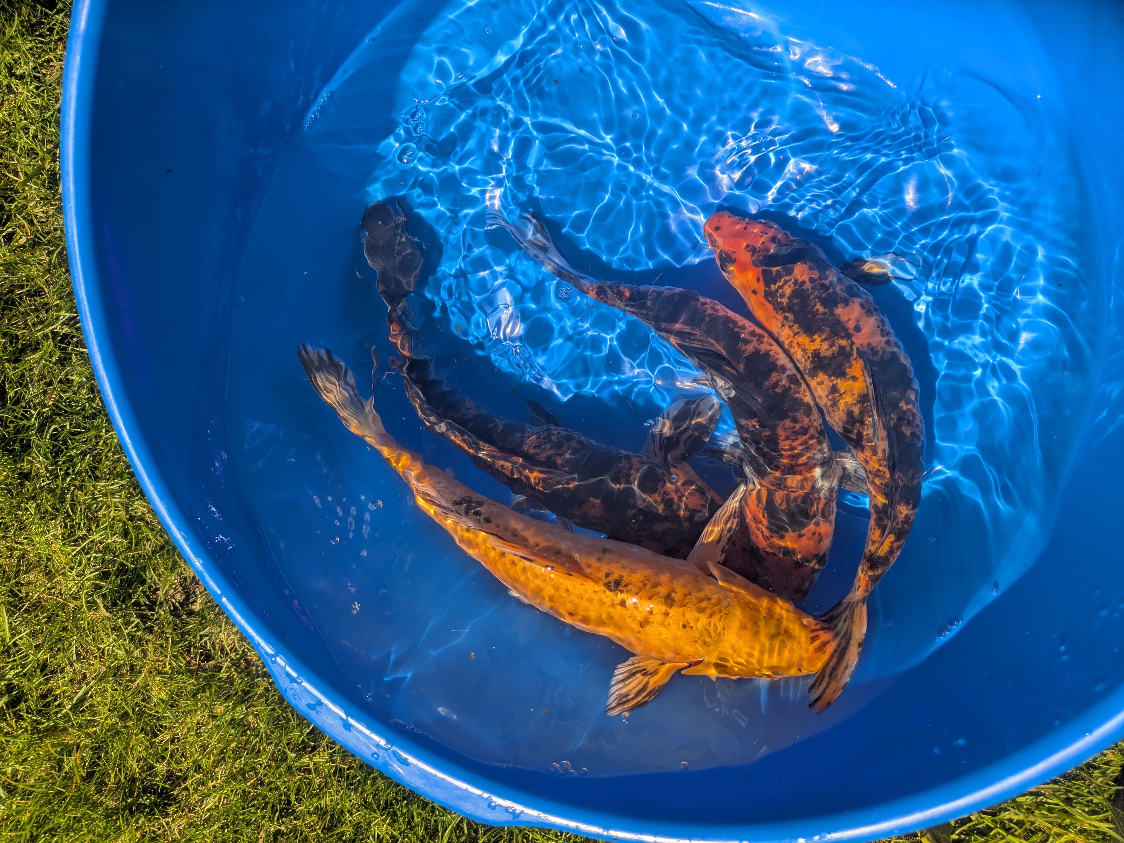 10"-12" Beginner Grade Koi Fish