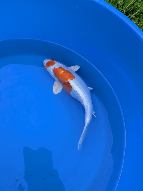 10-12" Koi Fish, High quality imported Doitsui tancho Koi fish!