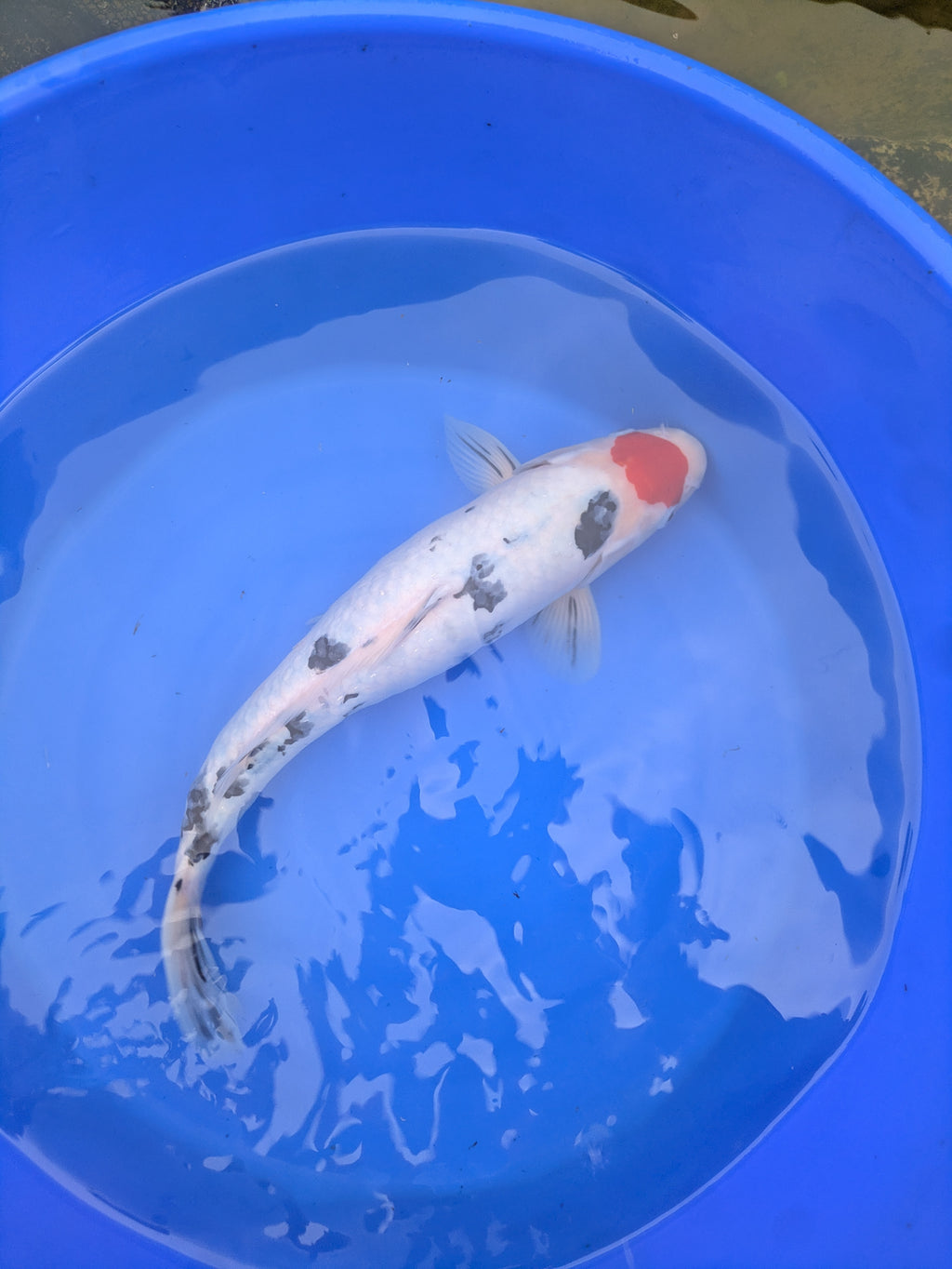 14-16" Imported Tancho Sanke Koi Fish