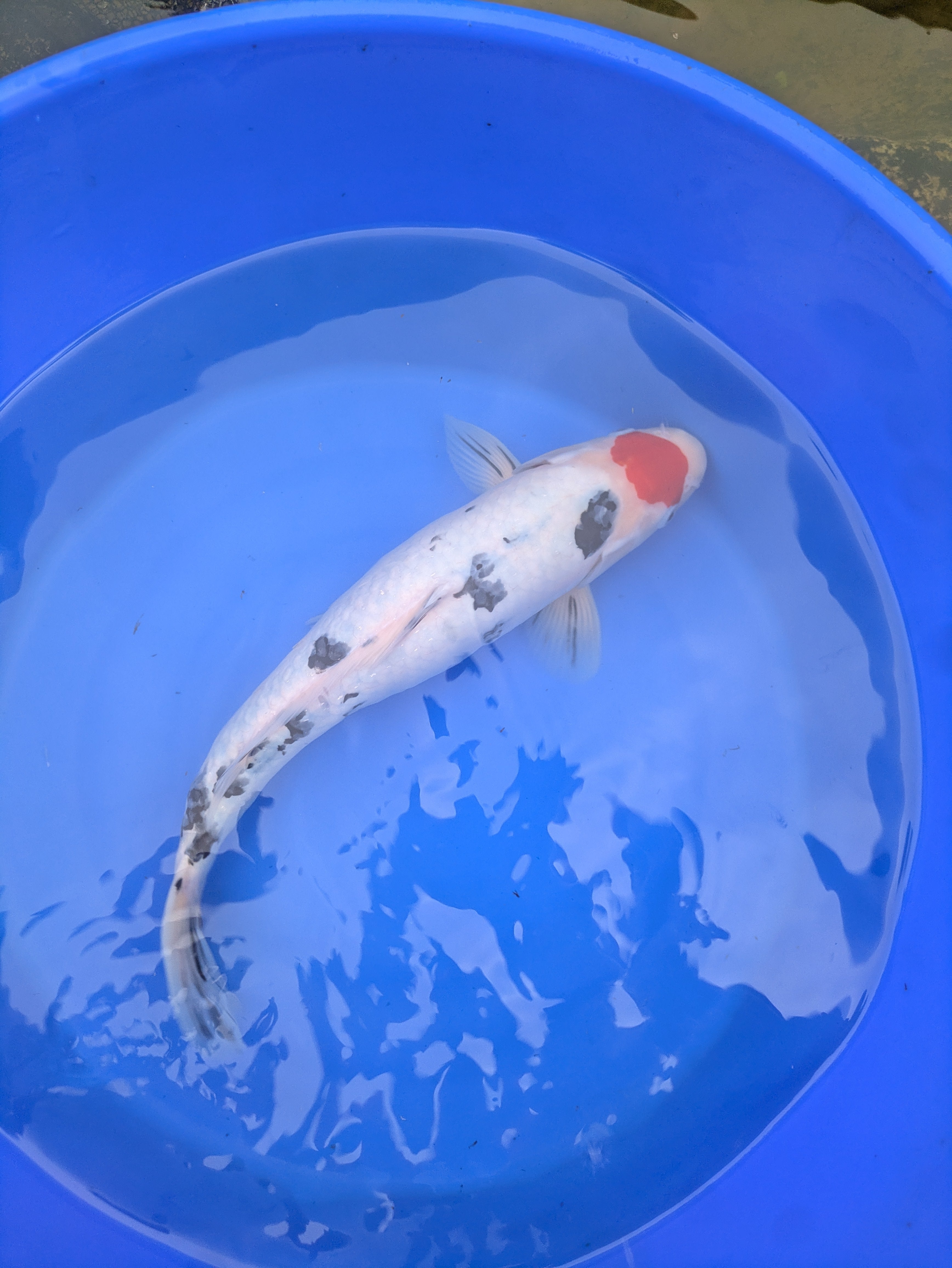 14-16" Imported Tancho Sanke Koi Fish