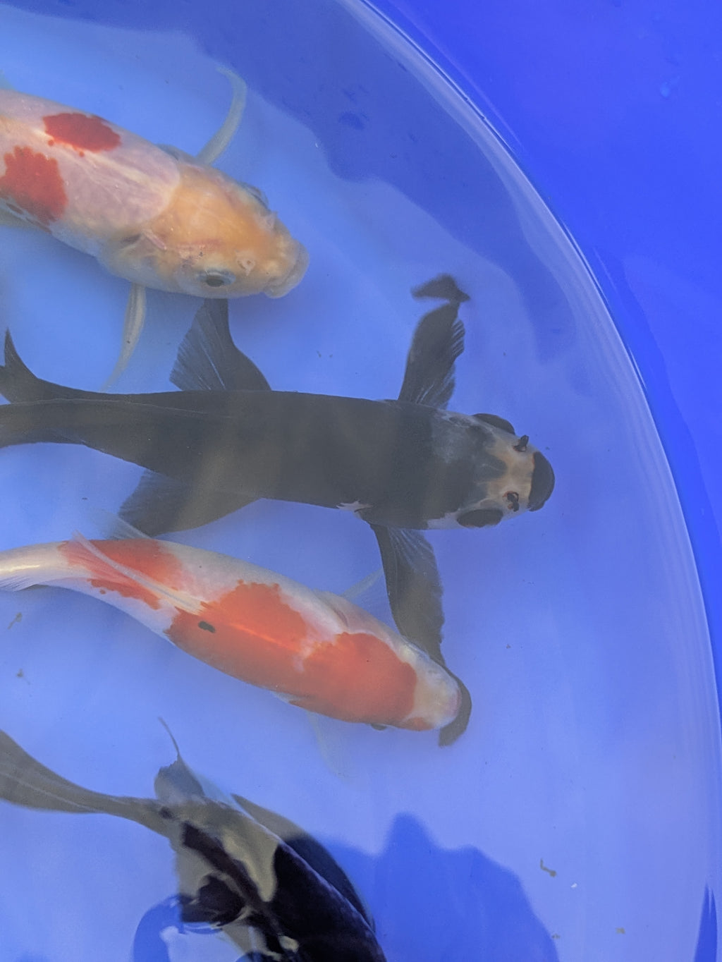 Medium Pond Grade Goldfish