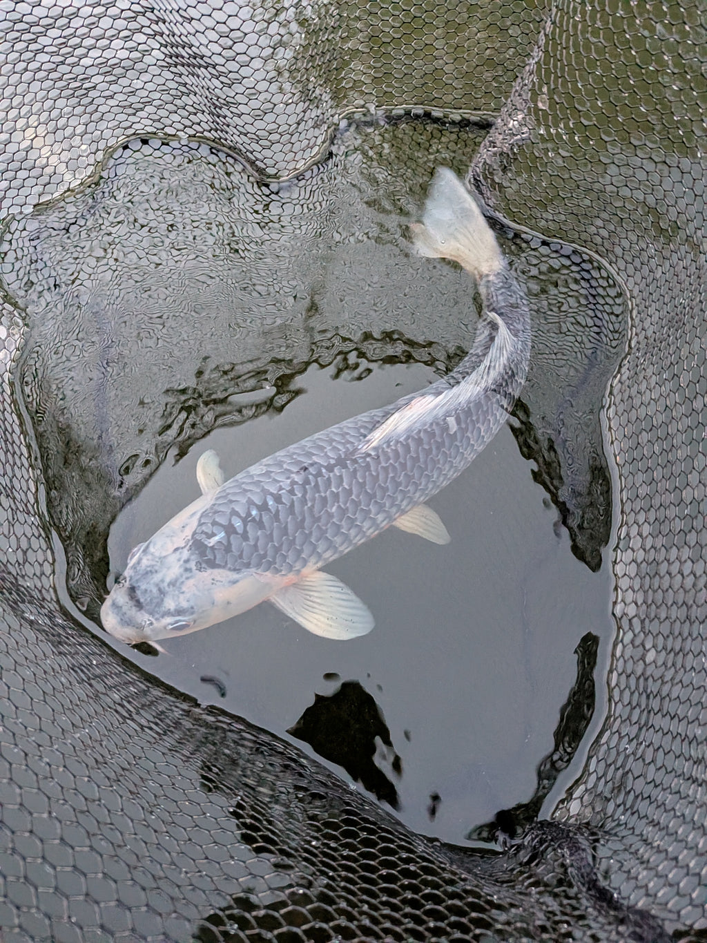 24" Jumbo Asagi Koi Fish