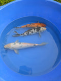 8"-10" Beginner Grade Koi Fish