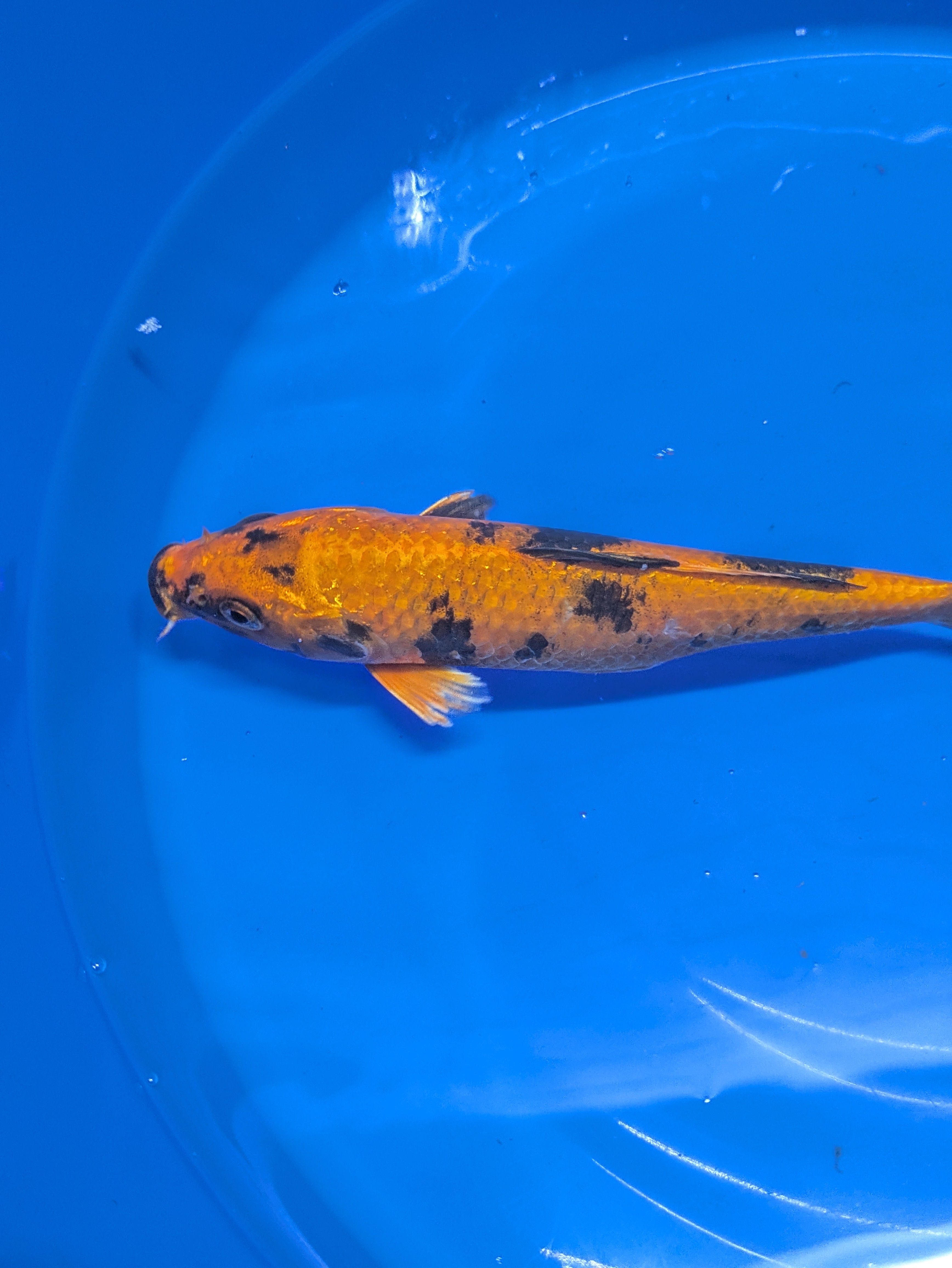 8-10" High quality imported Hi Utsuri Koi Fish