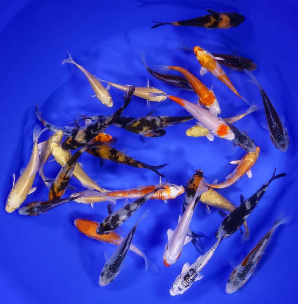 Lot of 50 Imported 3-4" Premium Grade Koi Fish. Available by shipping only!