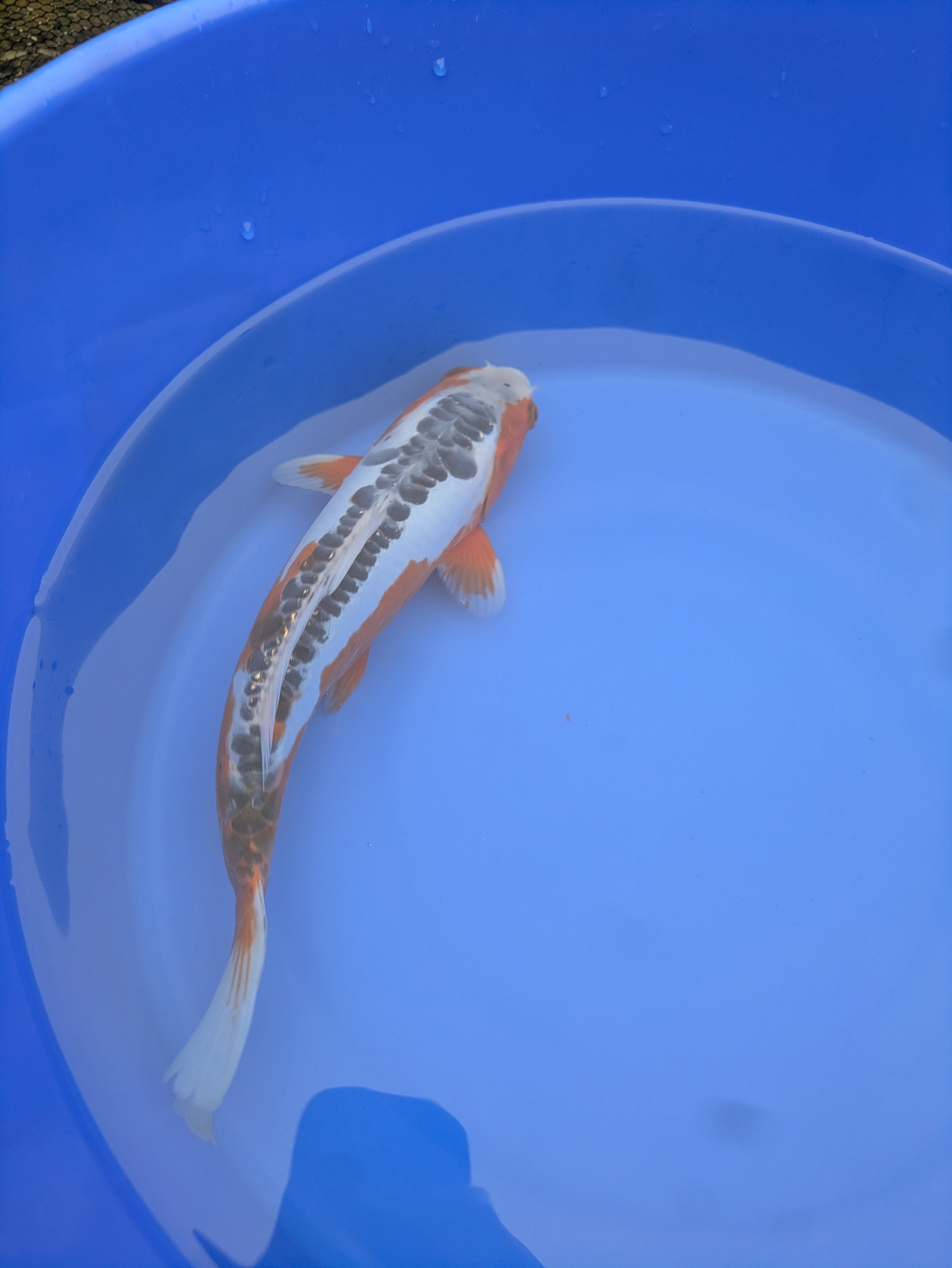 12" Premium Grade Shusui Koi fish