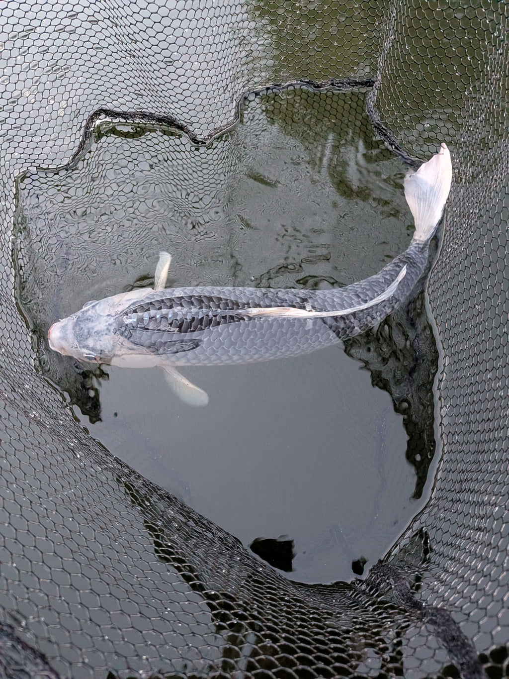 24" Jumbo Asagi Koi Fish
