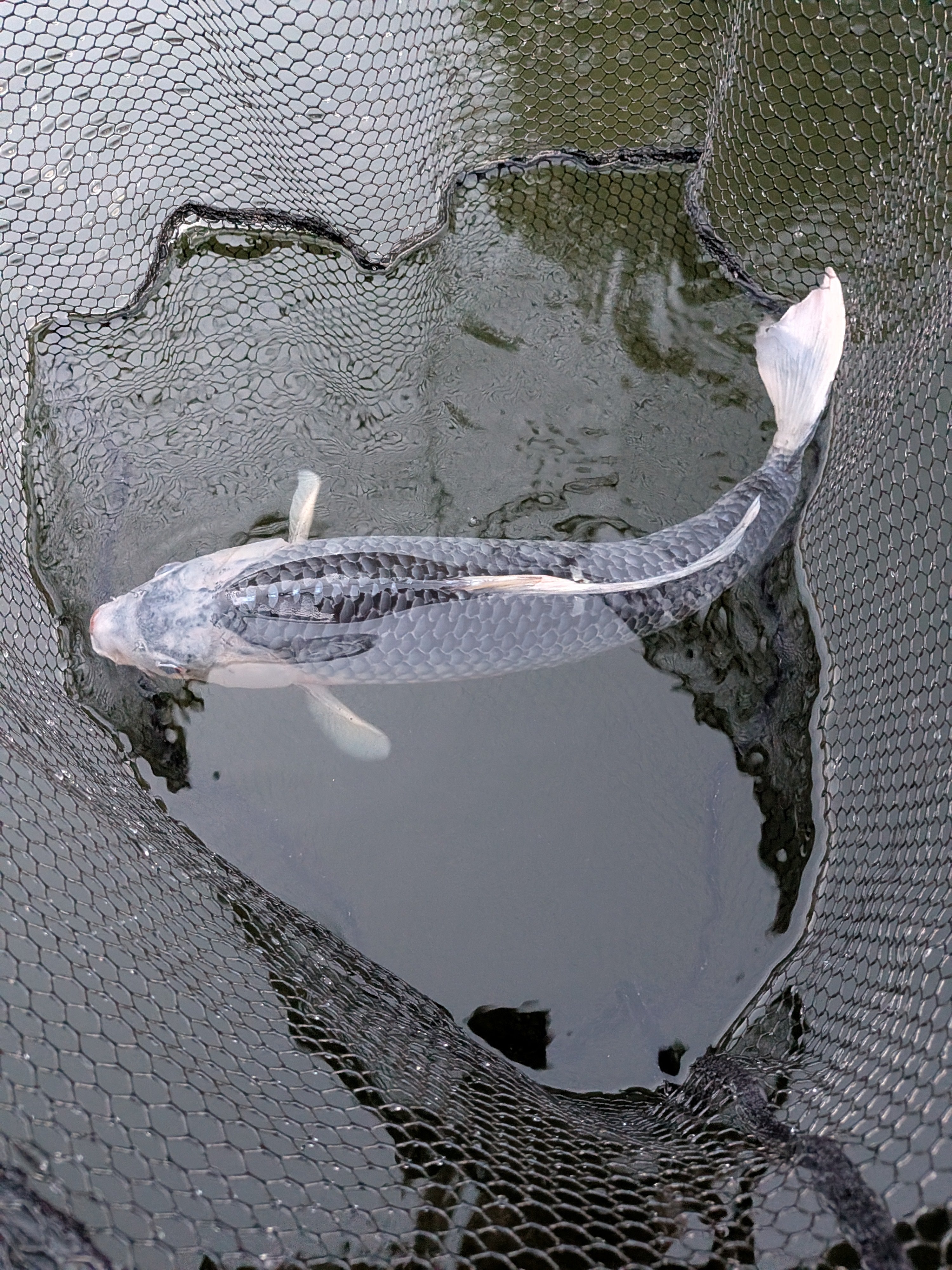 24" Jumbo Asagi Koi Fish