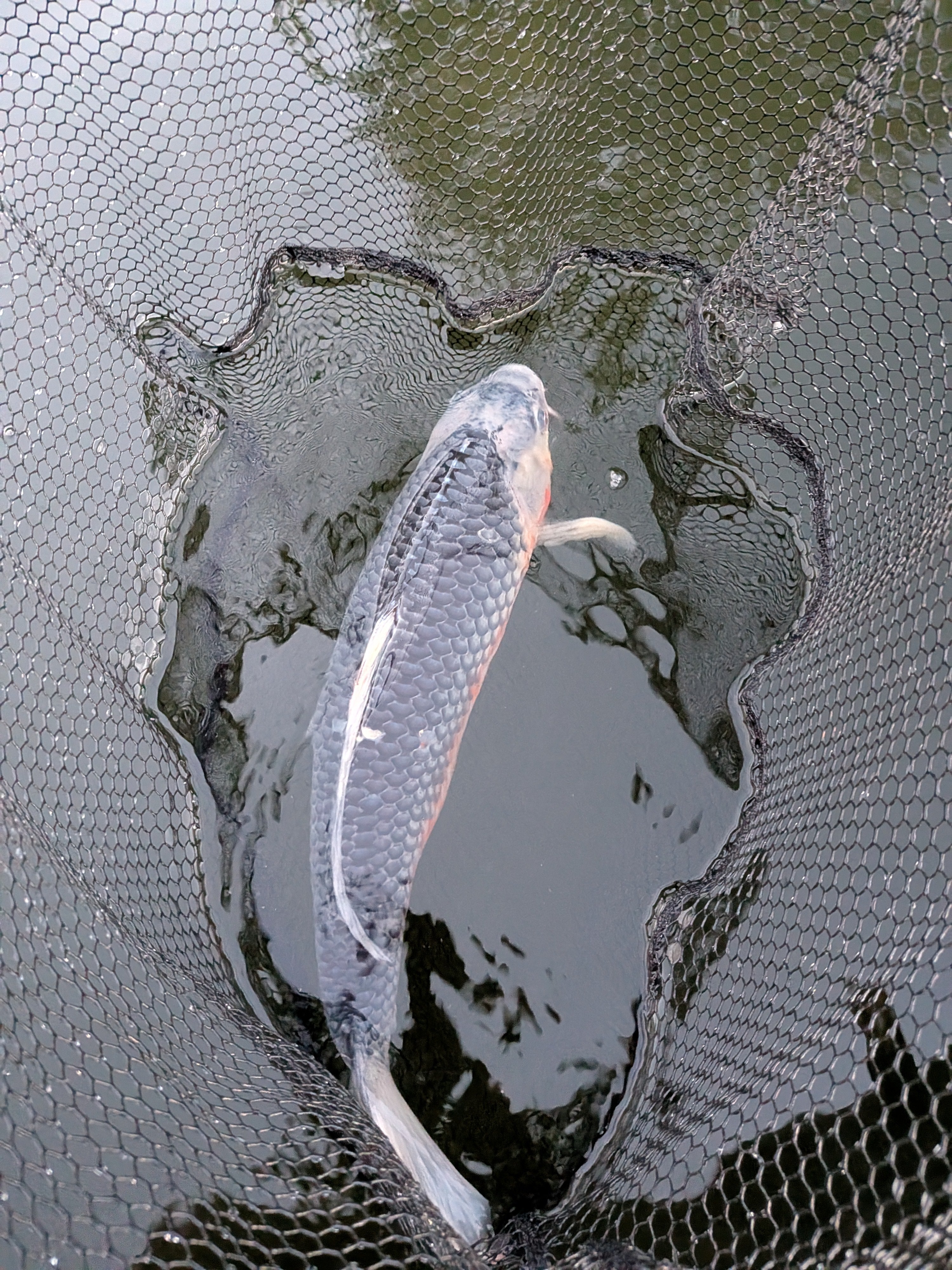 24" Jumbo Asagi Koi Fish