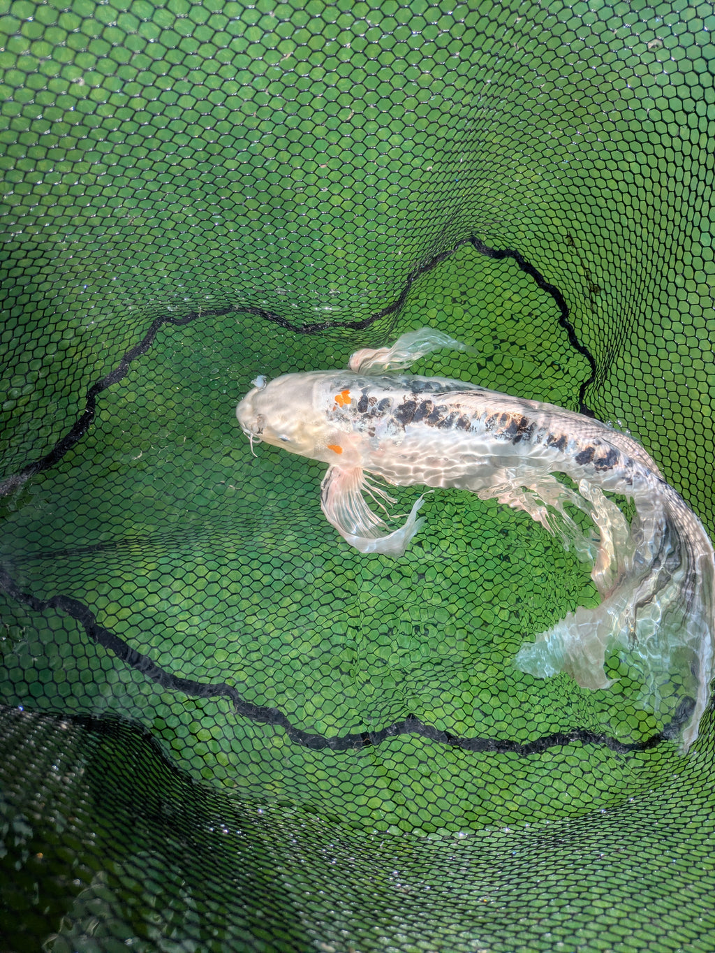 25" Jumbo Butterfly Koi Fish
