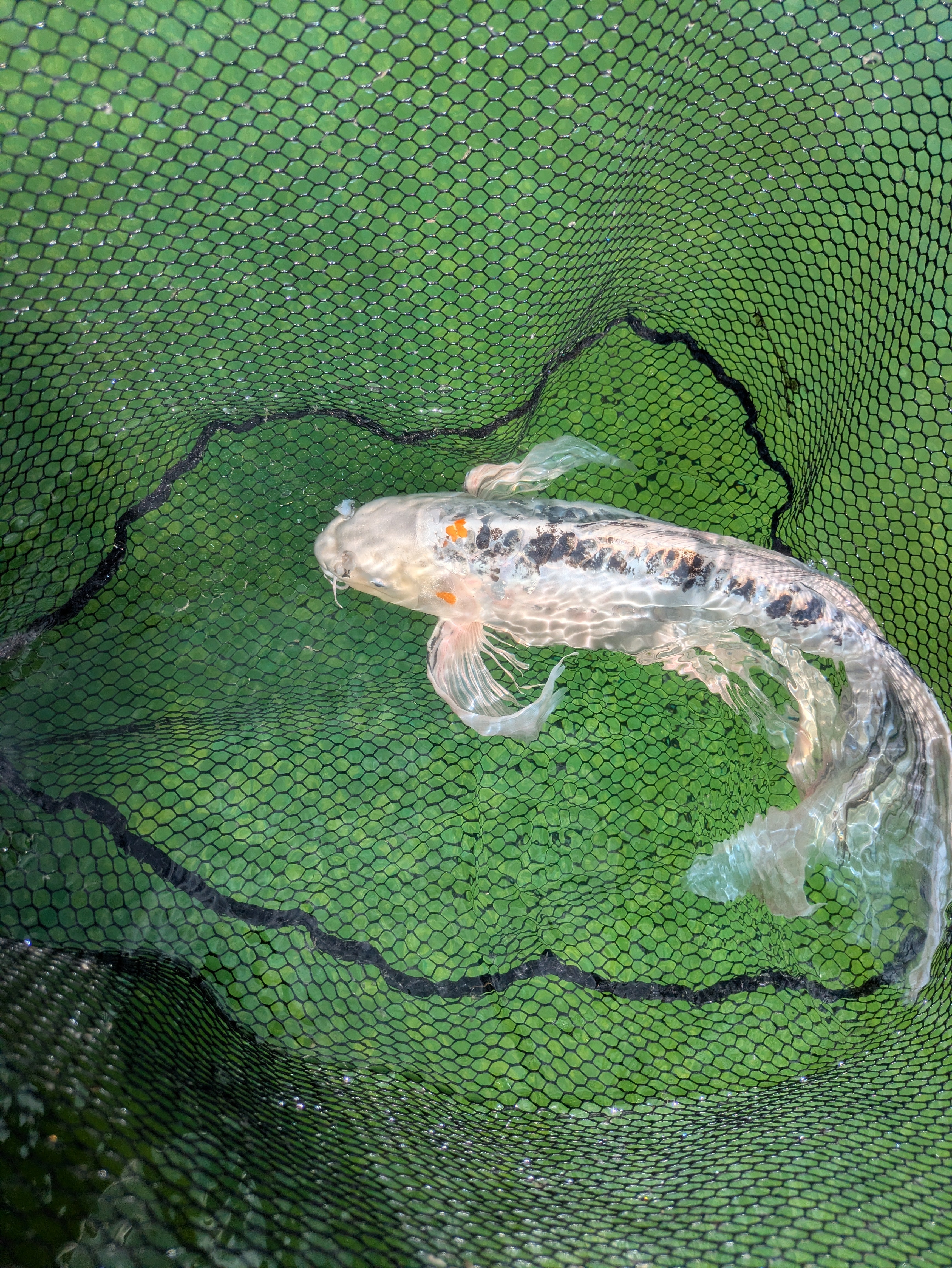 25" Jumbo Butterfly Koi Fish