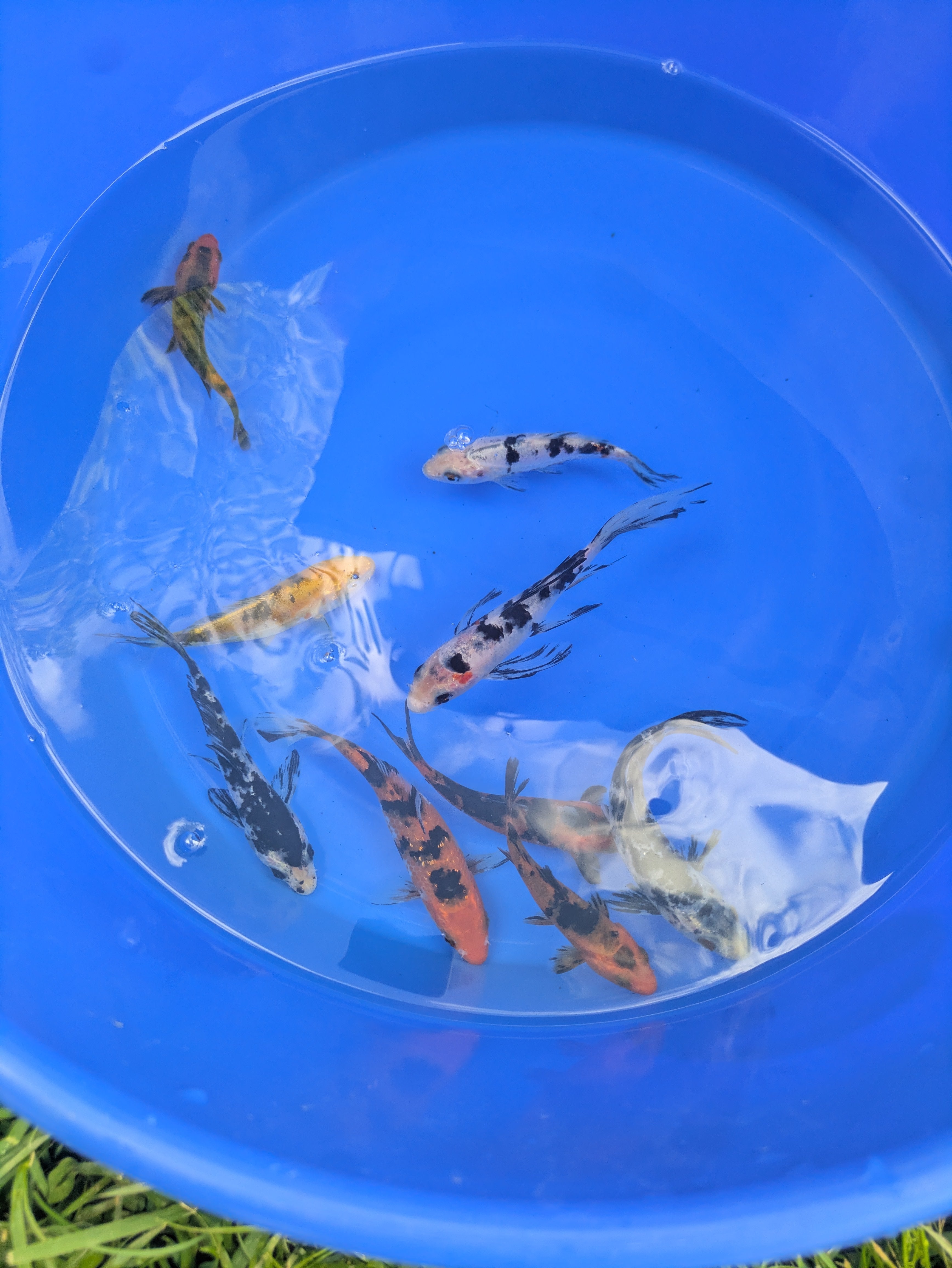 4"-5" Beginner Grade Koi Fish