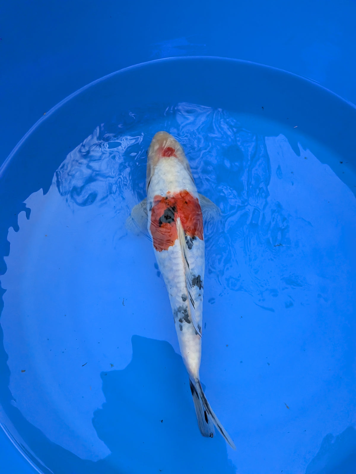 11" High Quality American Doitsui Sanke Koi Fish