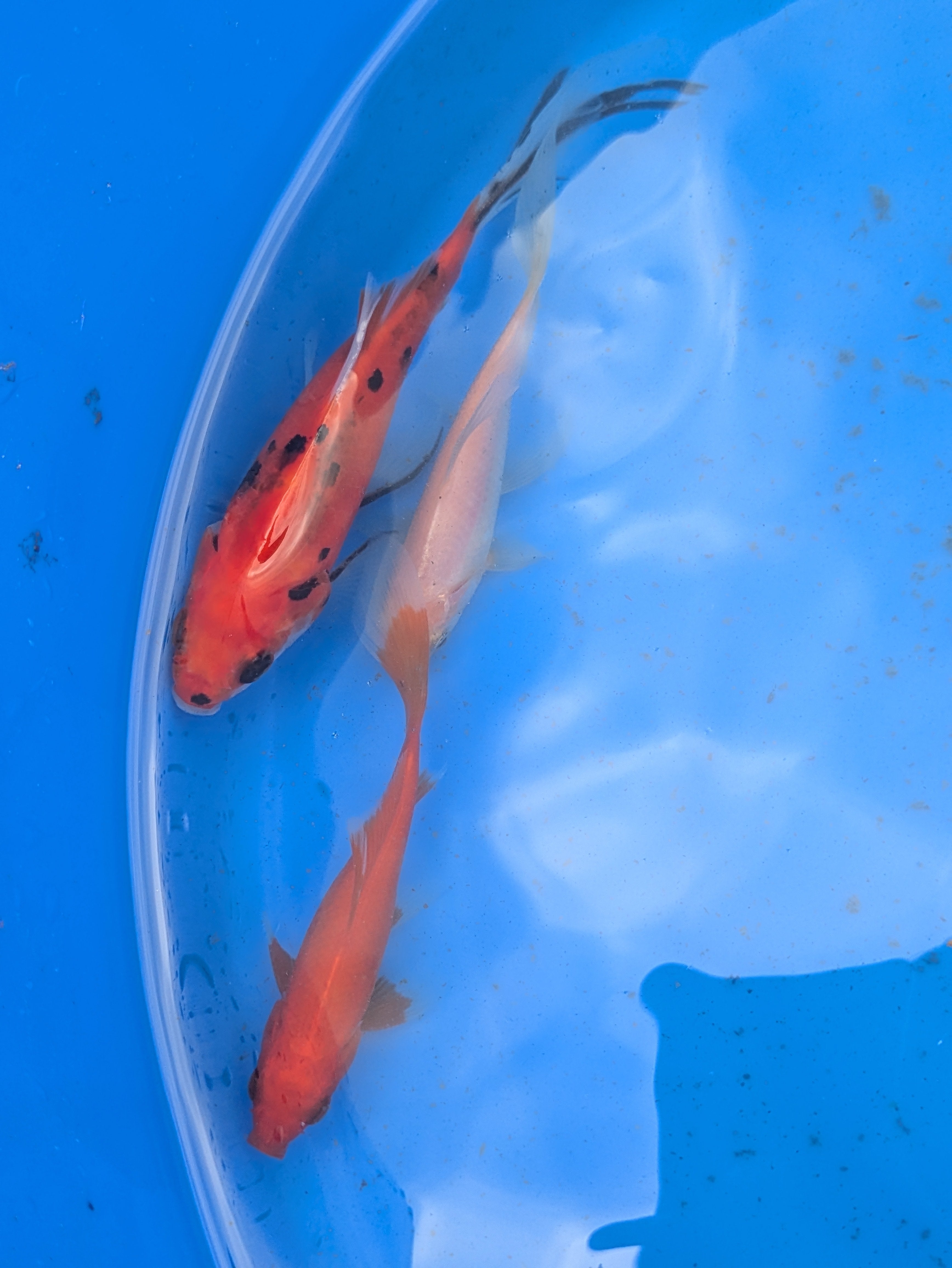 Small pond grade Goldfish