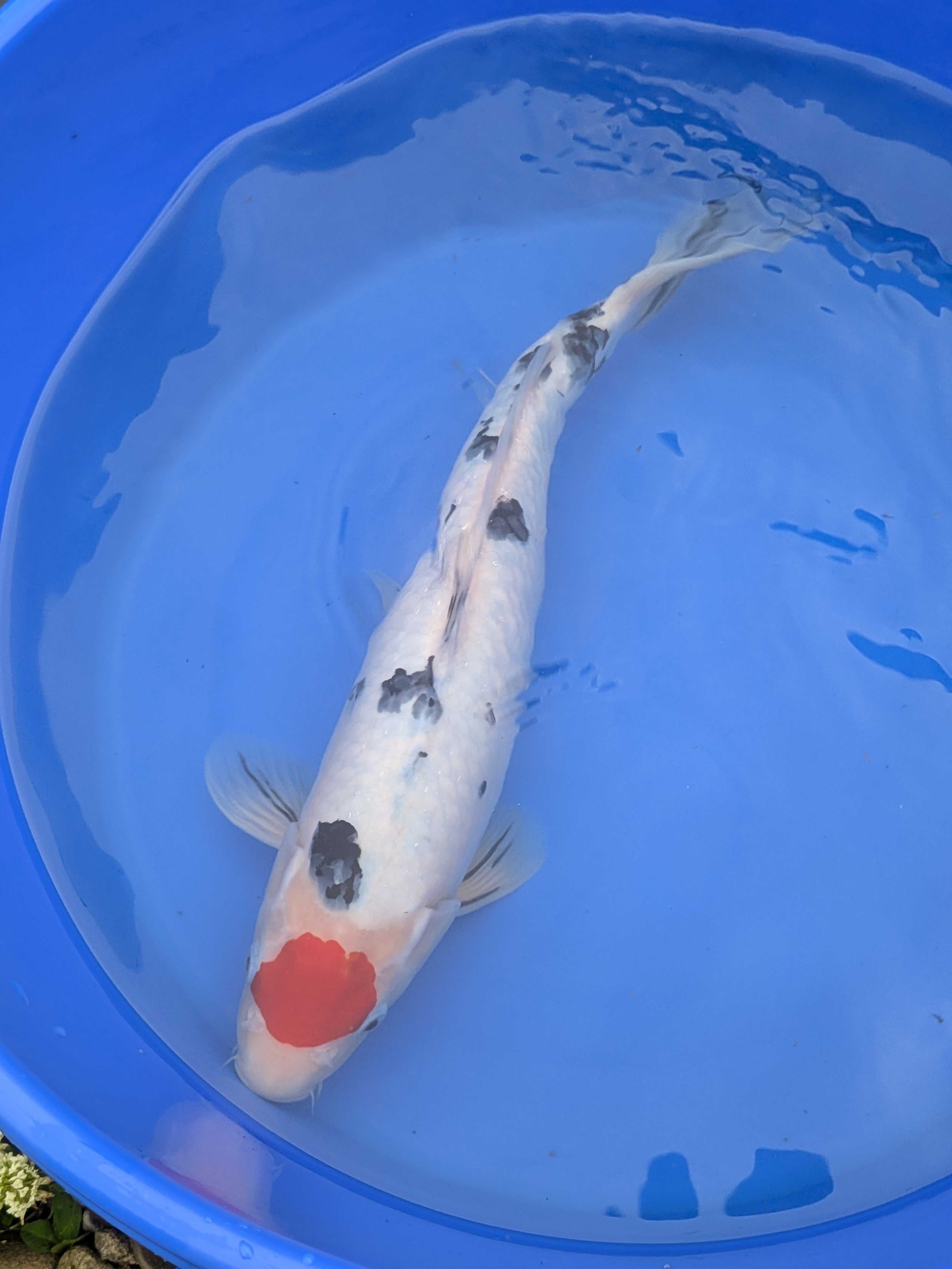 14-16" Imported Tancho Sanke Koi Fish