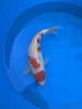 10-12" High Quality American Kohaku Koi Fish