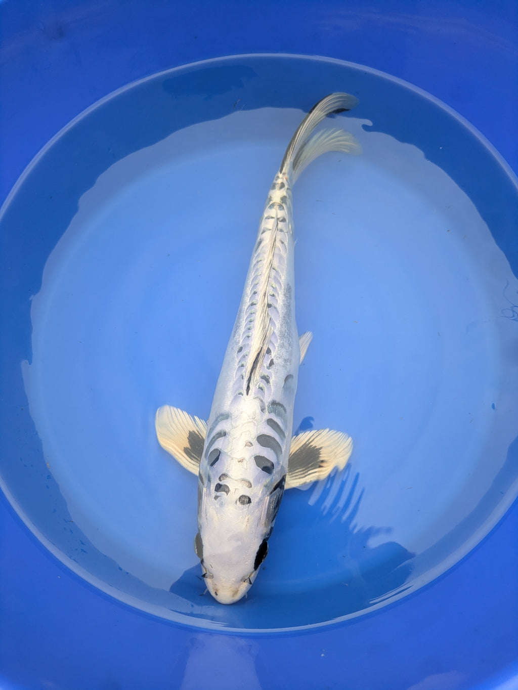 14-16" Imported Koi Fish