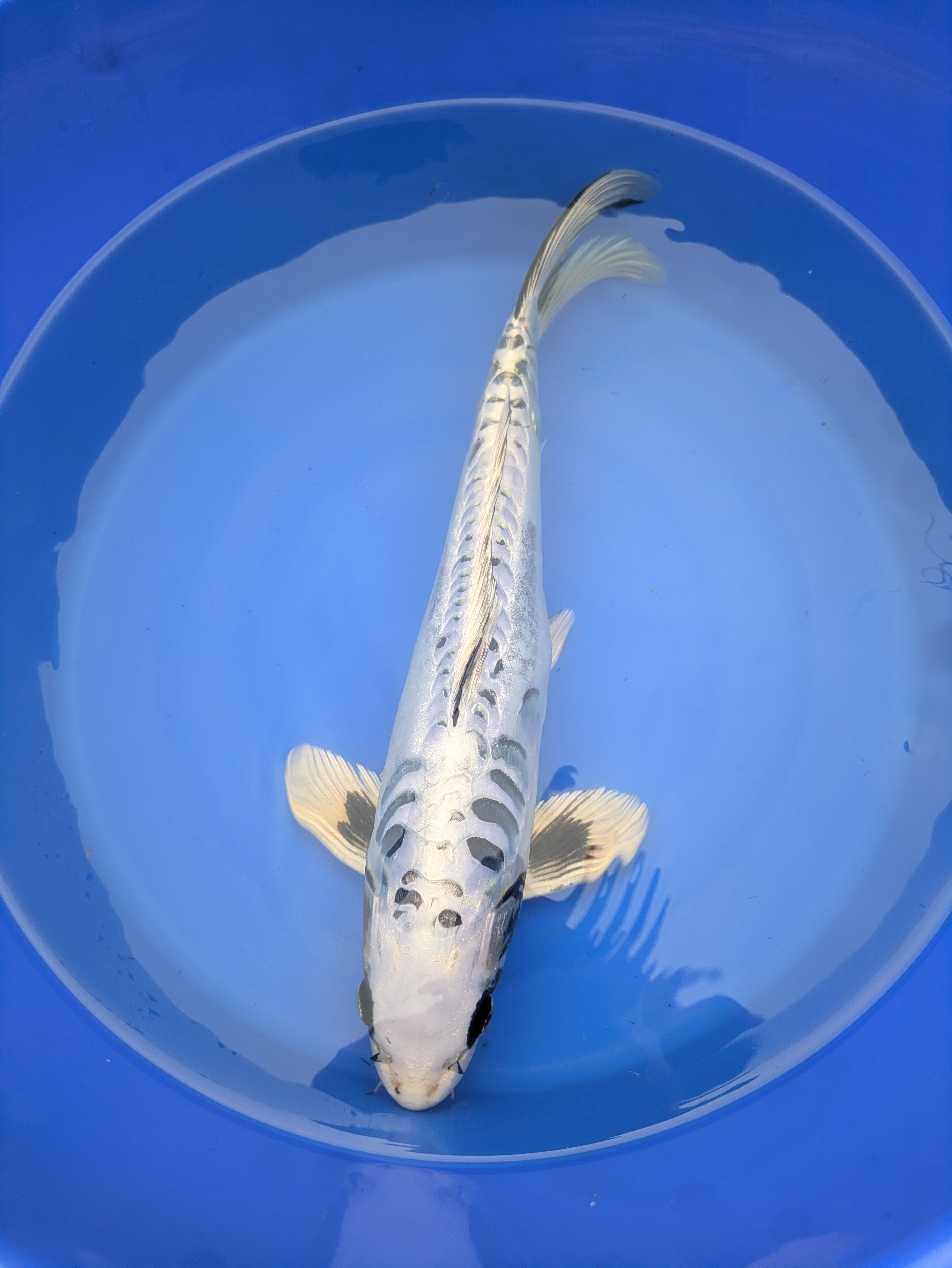 14-16" Imported Koi Fish