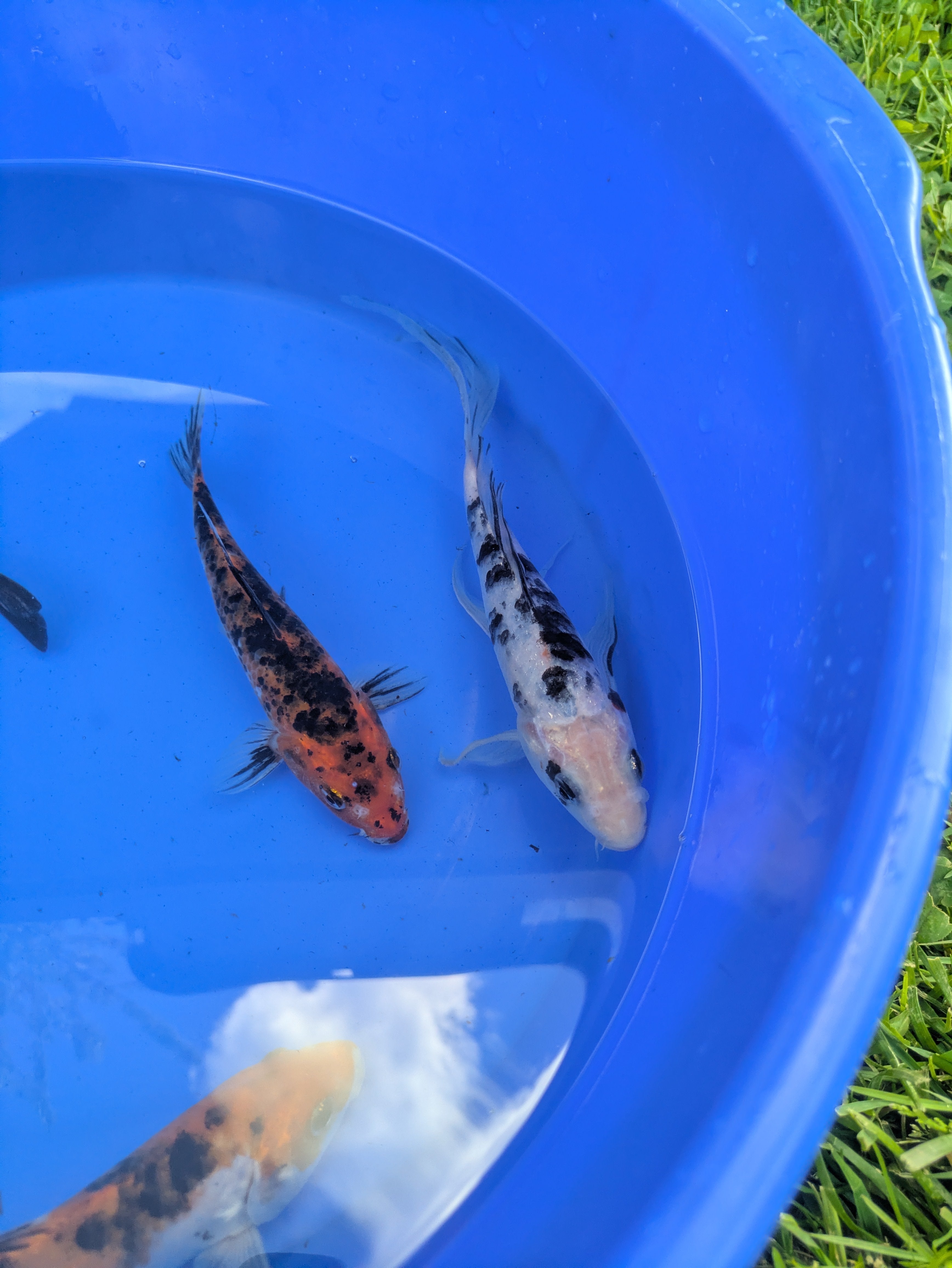 6"-8" Beginner Grade Koi Fish