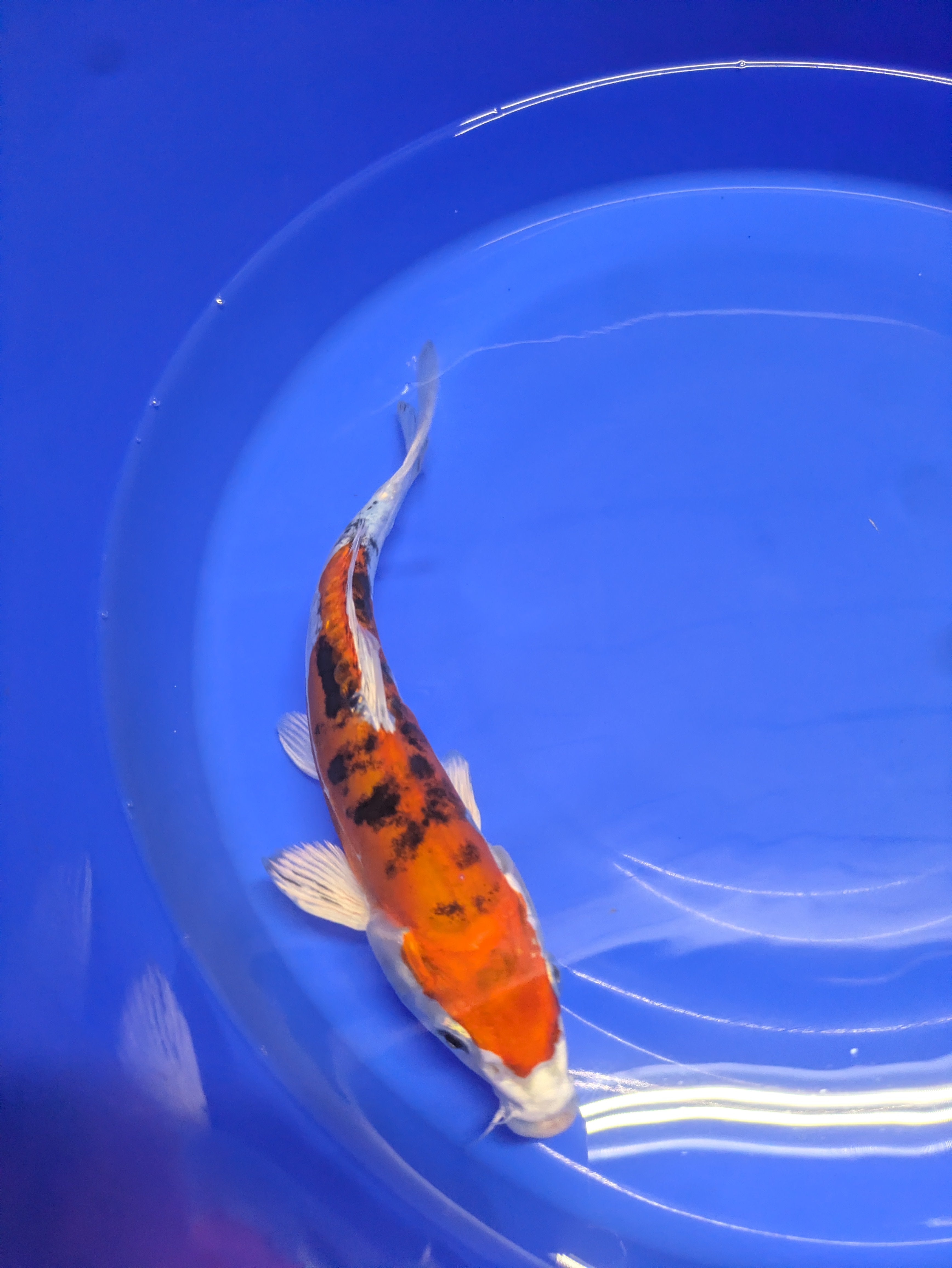 8-10" High quality imported Doitsui Koi Fish