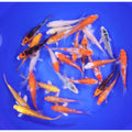 Lot of 18, 5-6" Imported Hikari Koi Fish