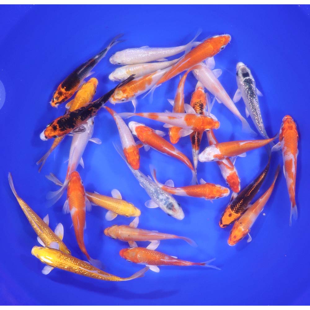 Lot of 18, 5-6" Imported Hikari Koi Fish