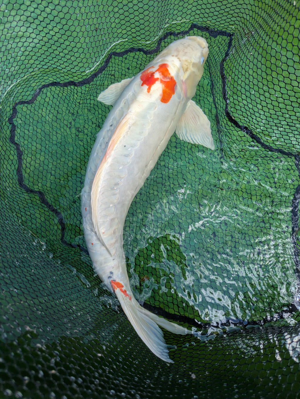 26" Jumbo Koi Fish