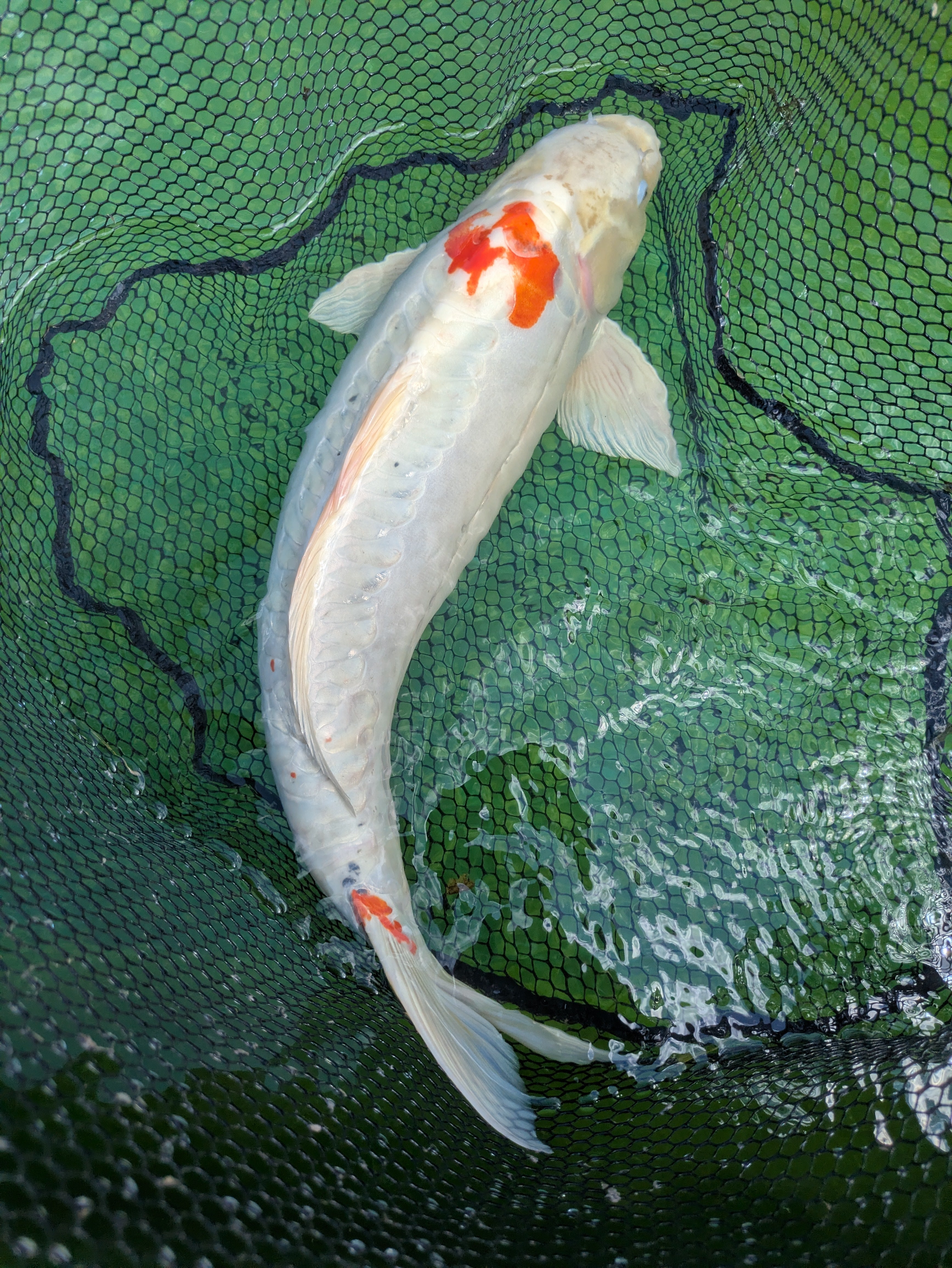 26" Jumbo Koi Fish