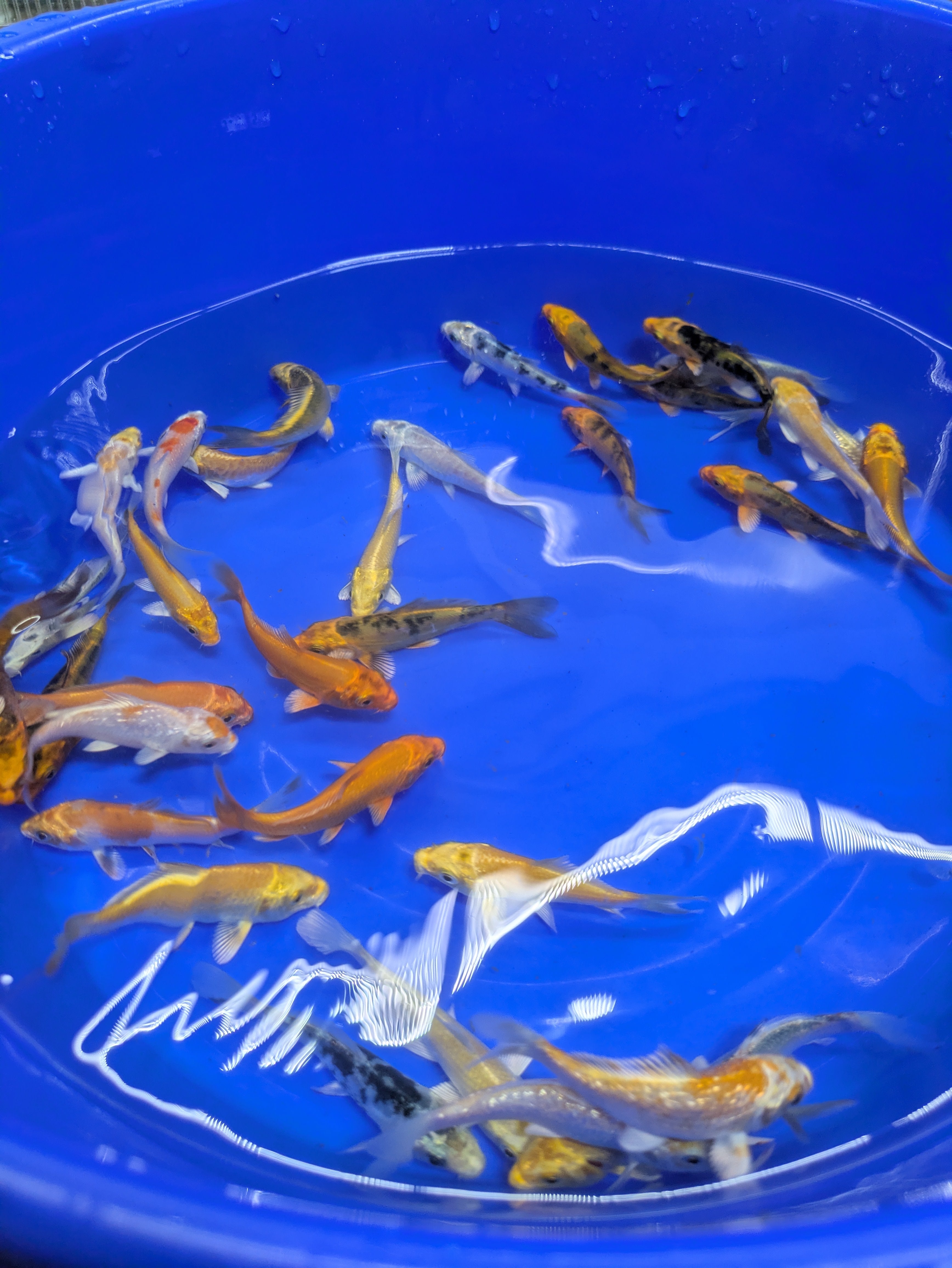 3-4" Imported Hikari Koi Fish