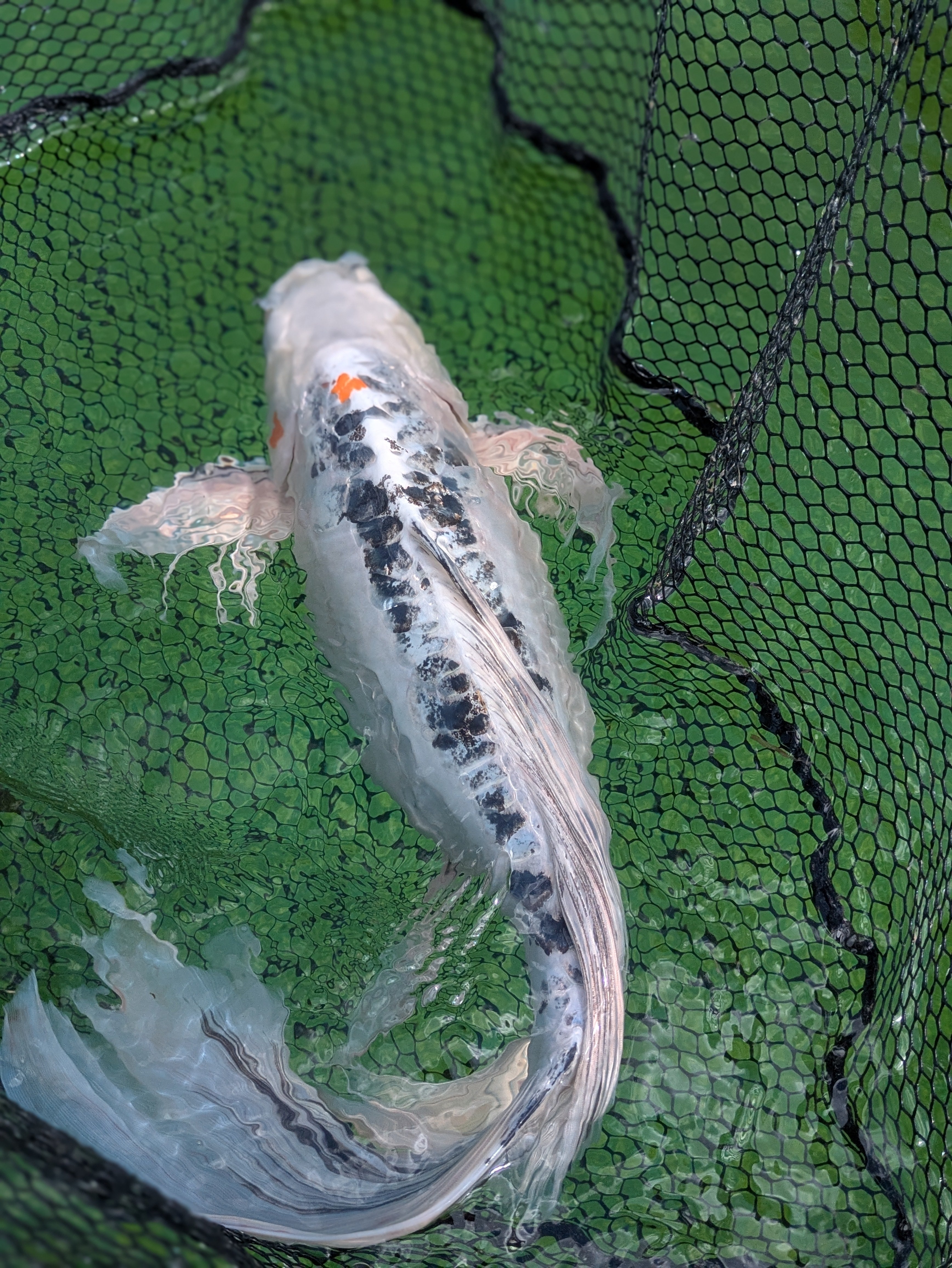 25" Jumbo Butterfly Koi Fish