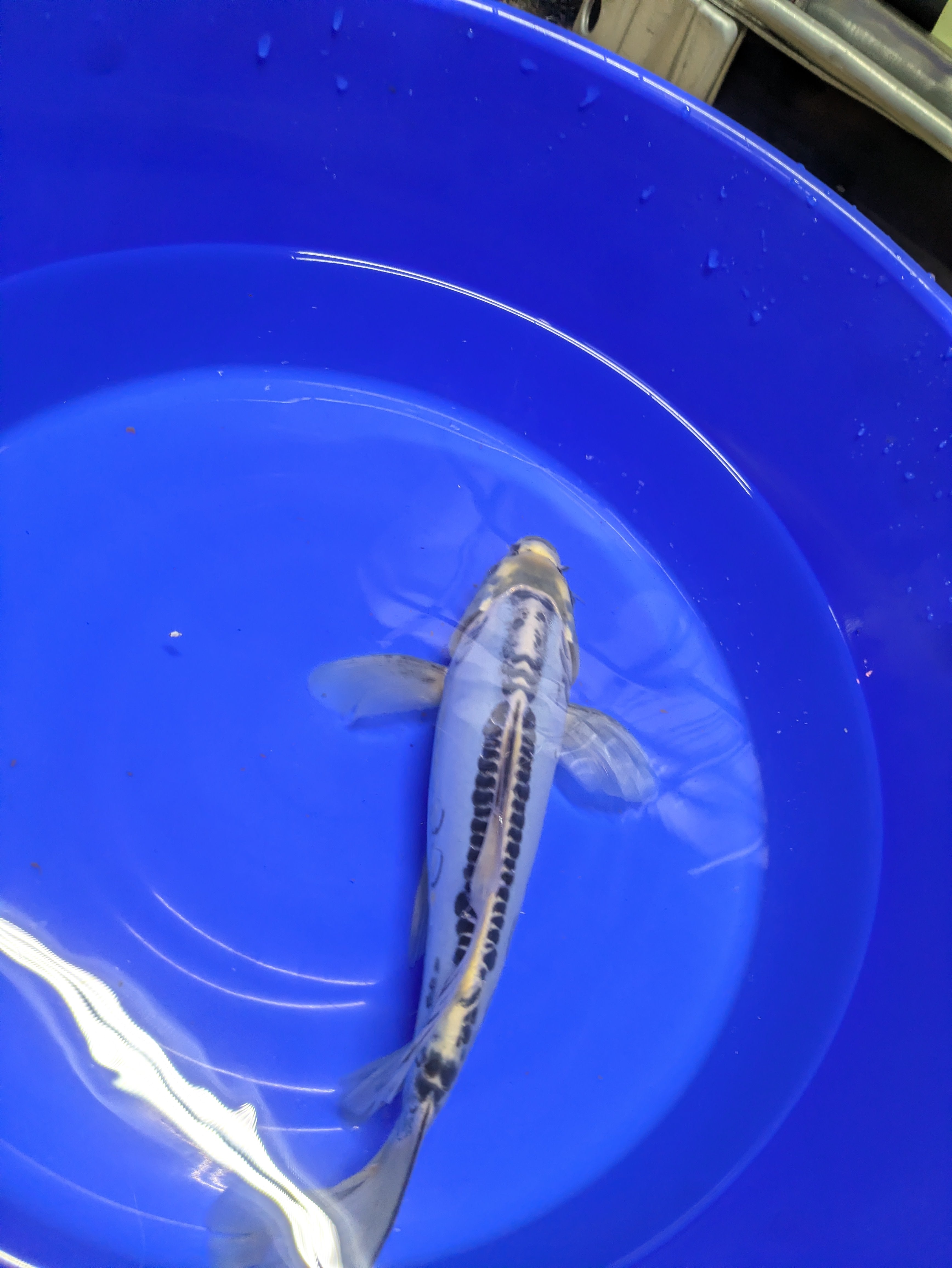 12" Shusui Semi Longfin Cross Koi Fish