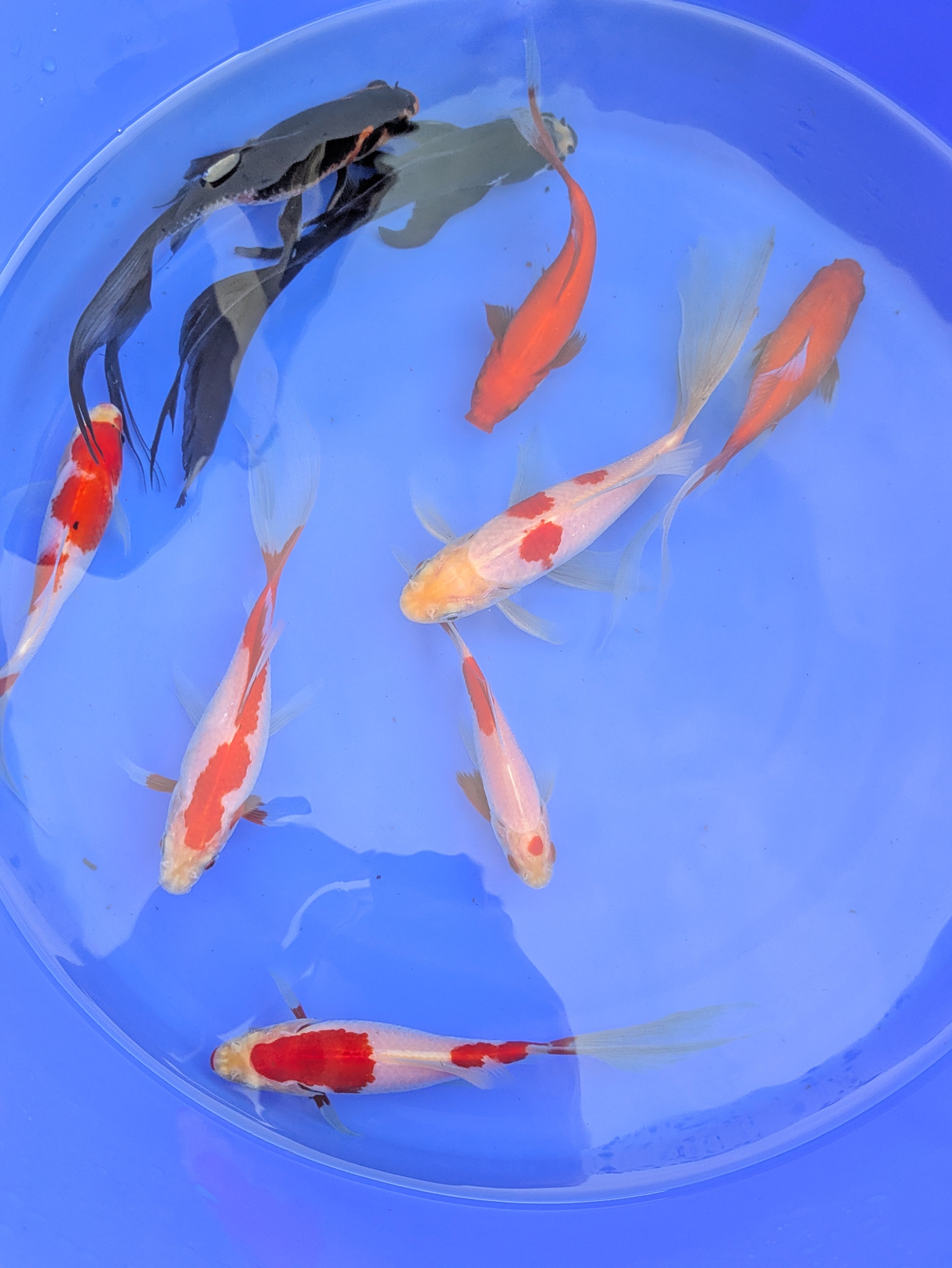 Medium Pond Grade Goldfish