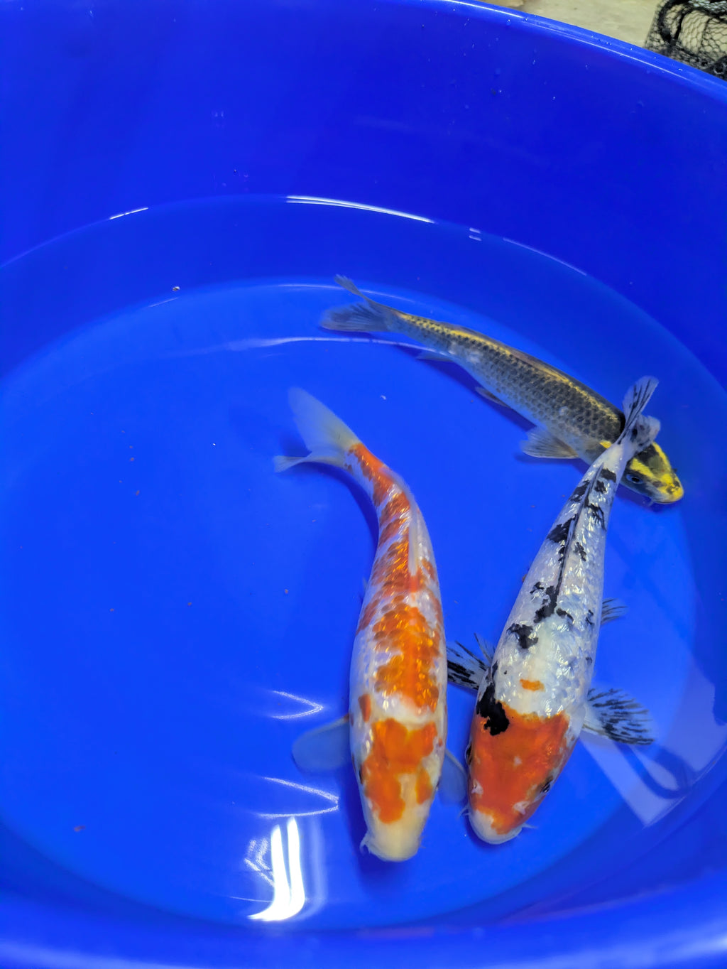 8"-10" Beginner Grade Koi Fish