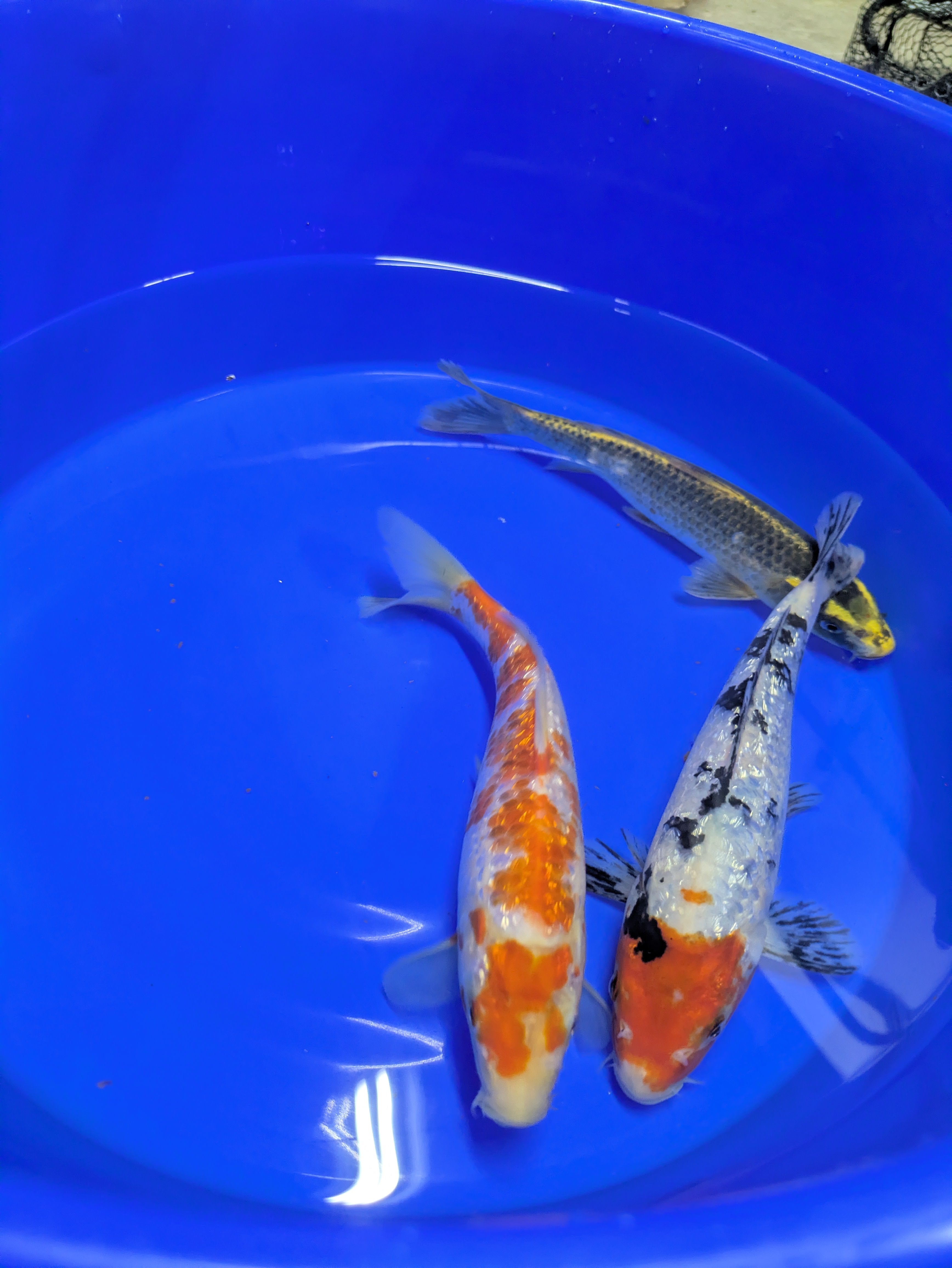 8"-10" Beginner Grade Koi Fish