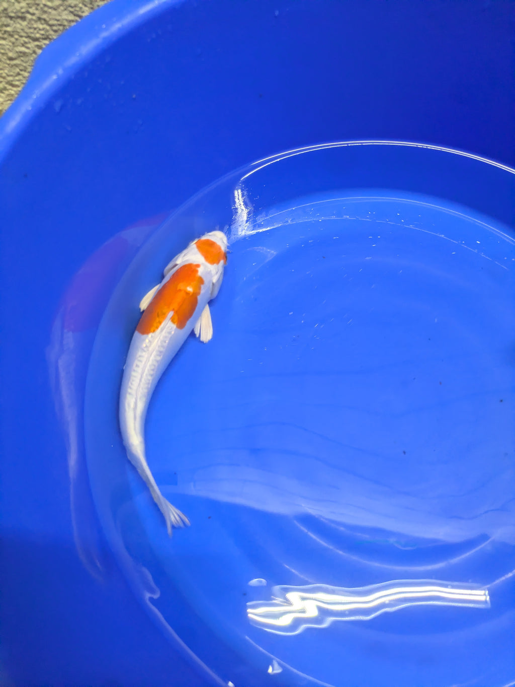8-10" Koi Fish, High quality imported Doitsui tancho Koi fish!