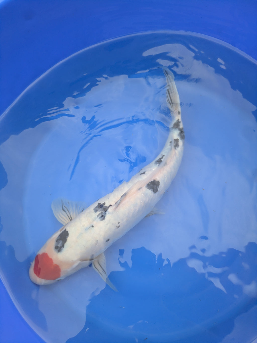 14-16" Imported Tancho Sanke Koi Fish