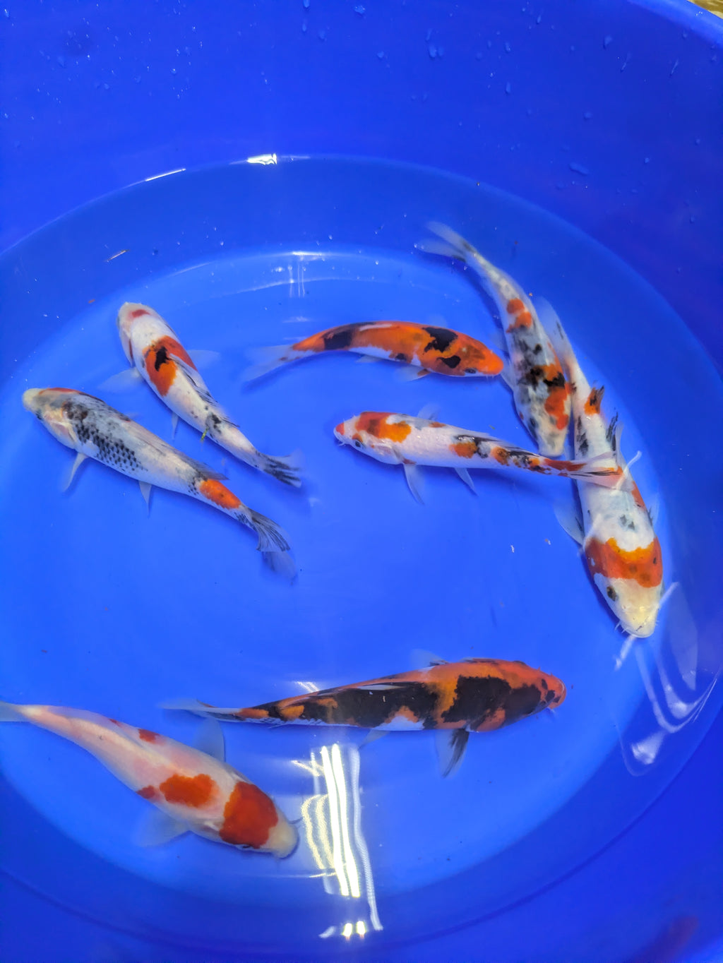 5-6" High Quality Showa and Sanke Koi Fish