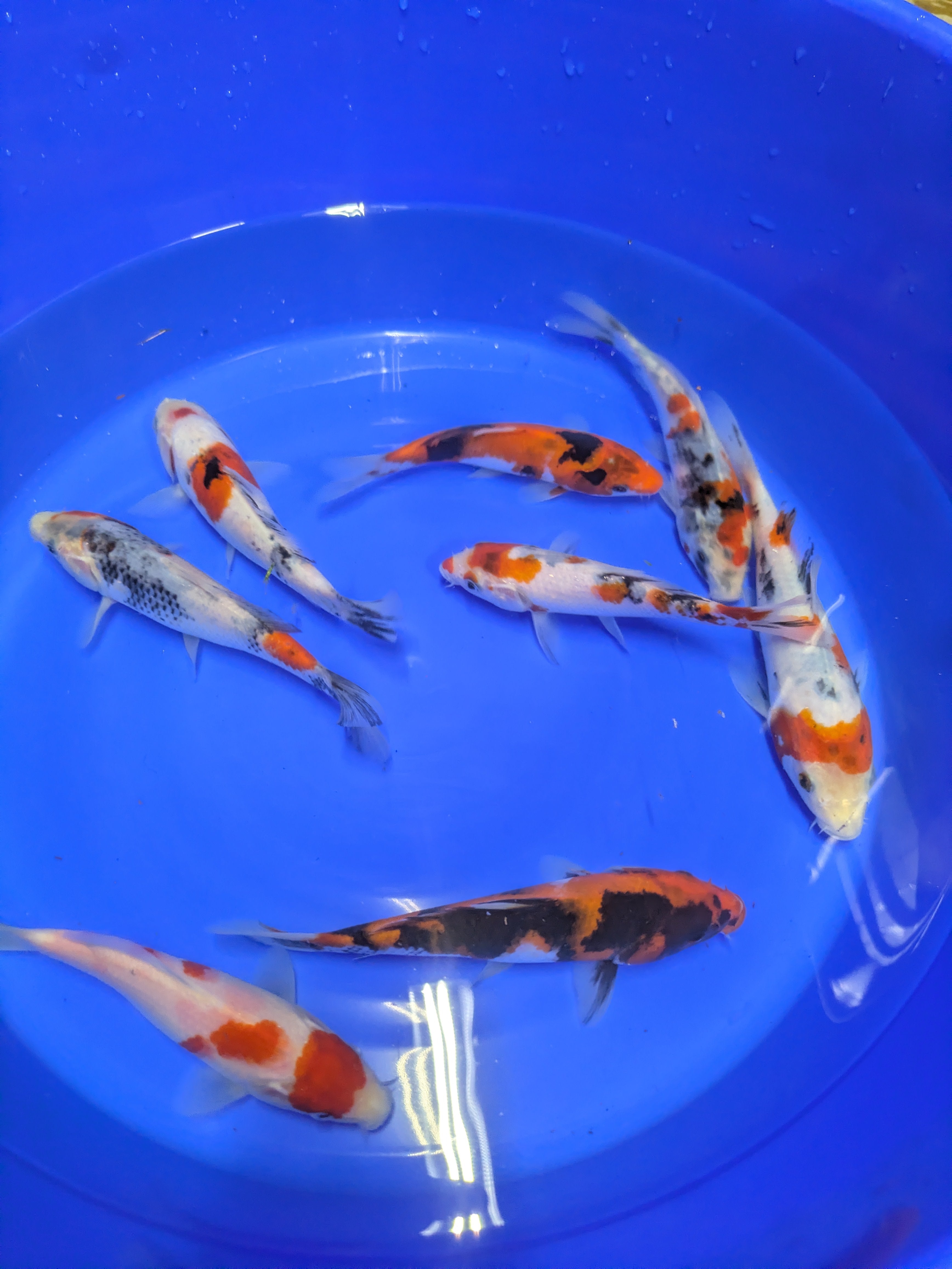 5-6" High Quality Showa and Sanke Koi Fish