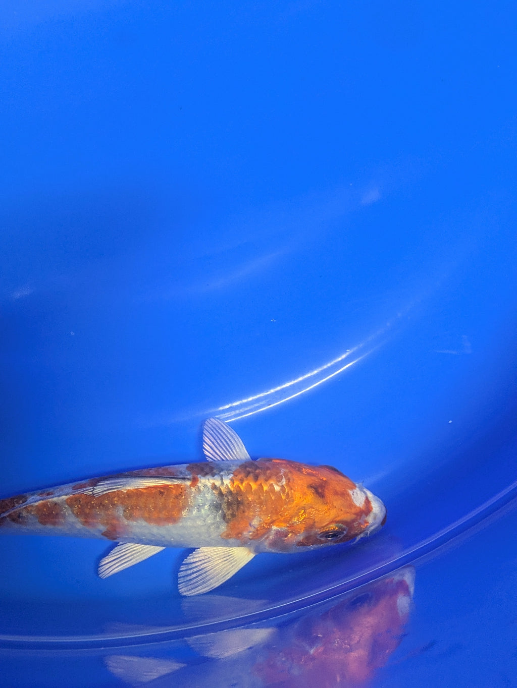 5-6" Premium Select Imported Koi Fish