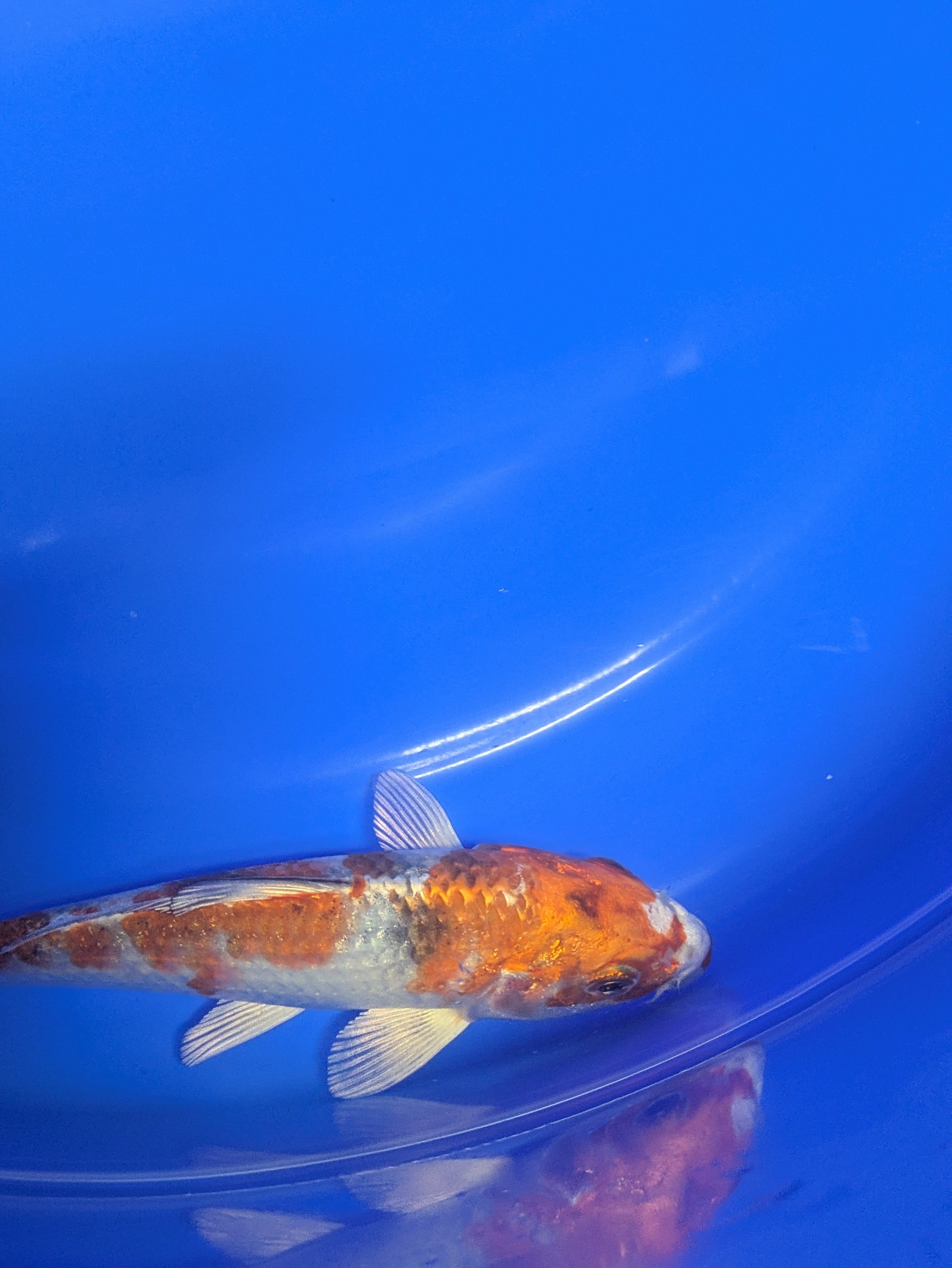 5-6" Premium Select Imported Koi Fish
