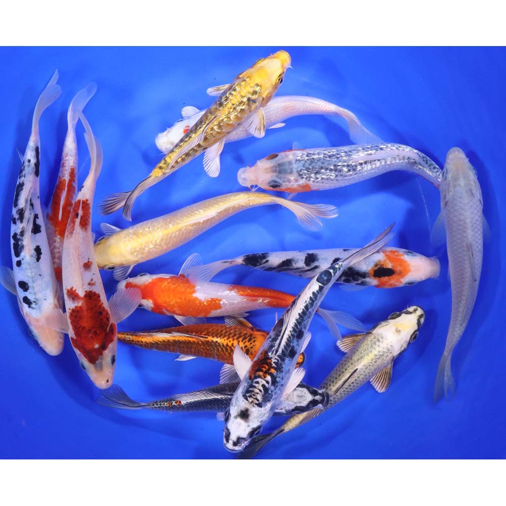 Lot of 12, 6-7" Imported Standard Grade Koi Fish. Available by shipping only!