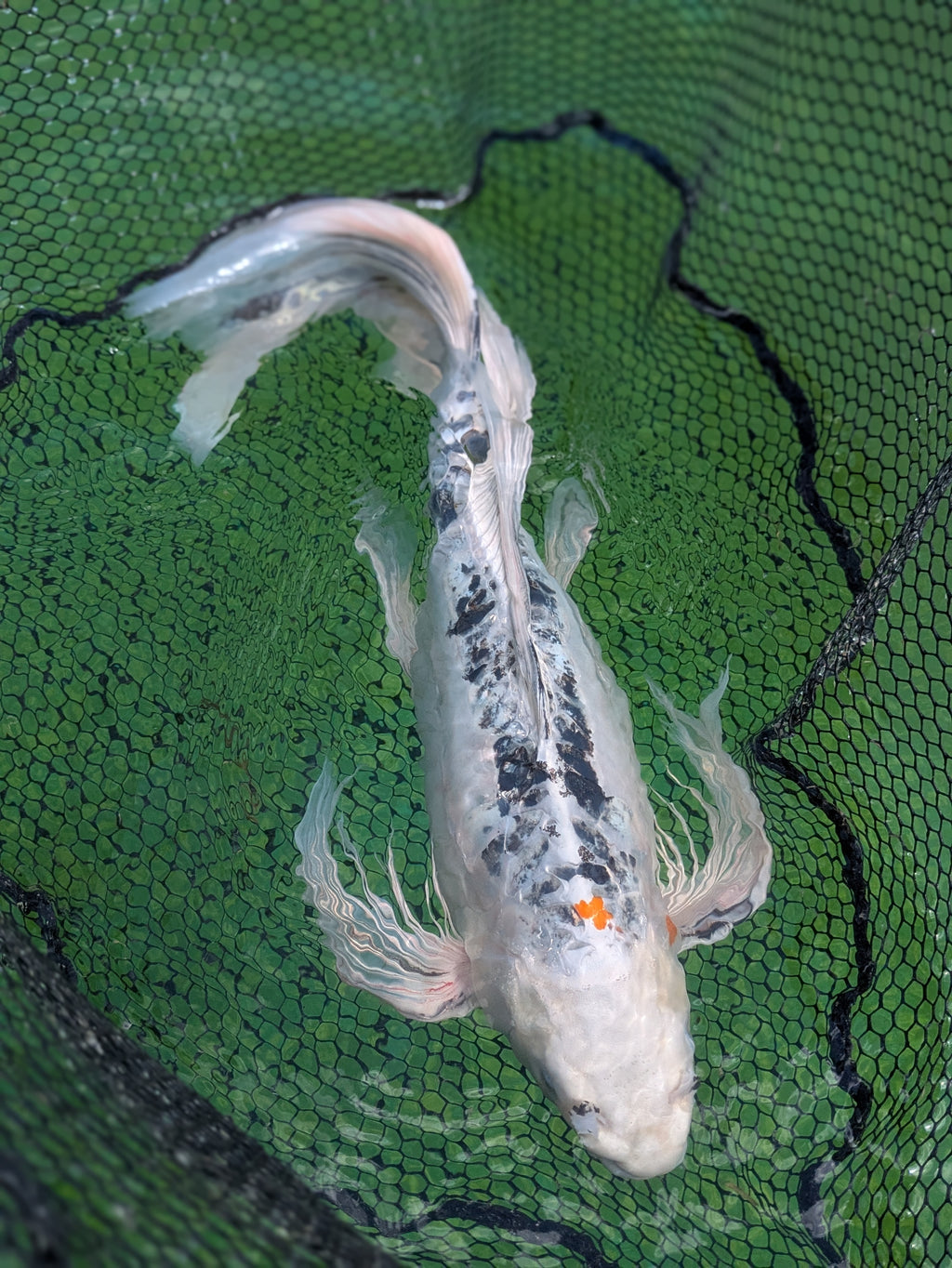 25" Jumbo Butterfly Koi Fish