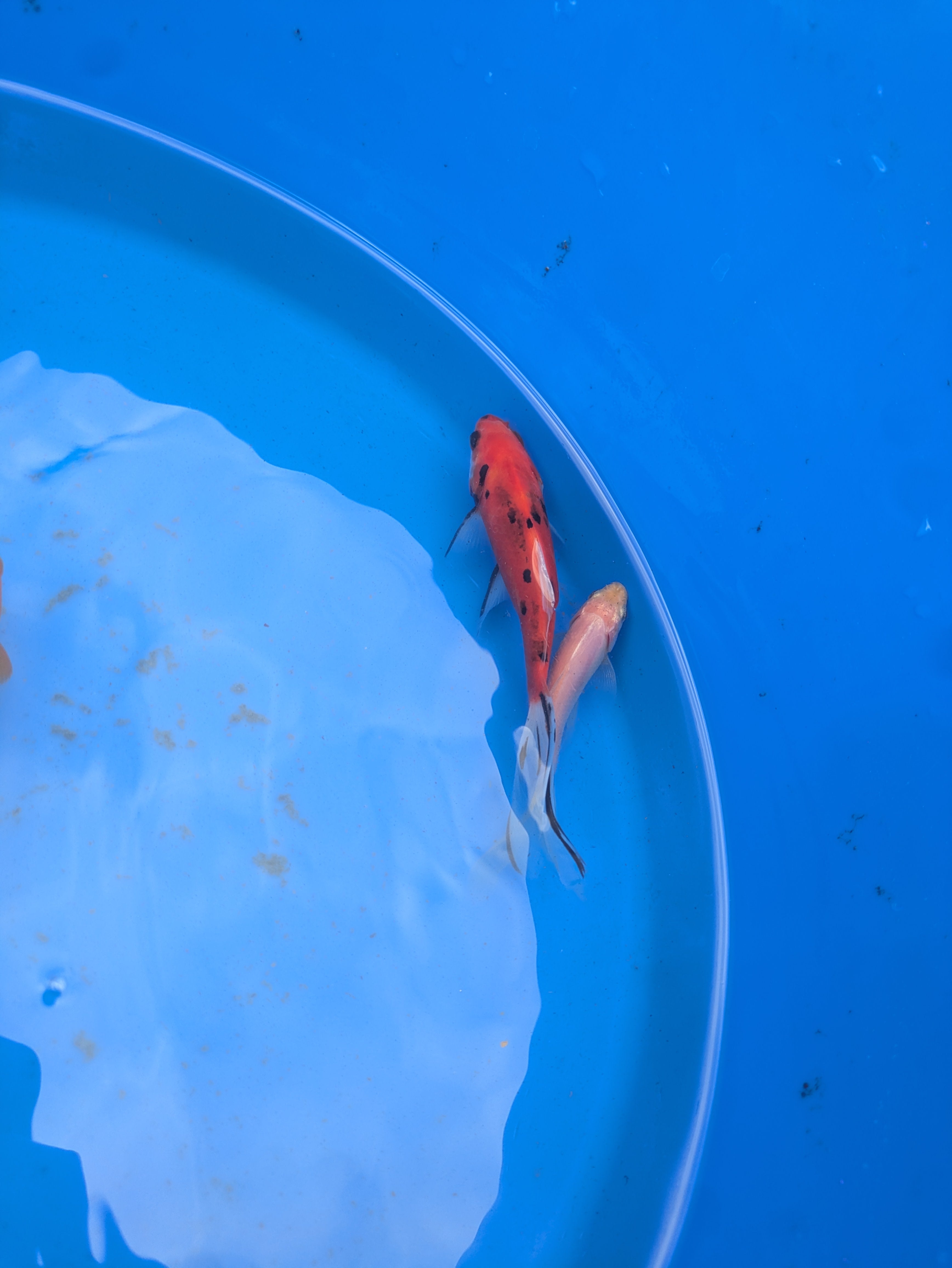 Small pond grade Goldfish