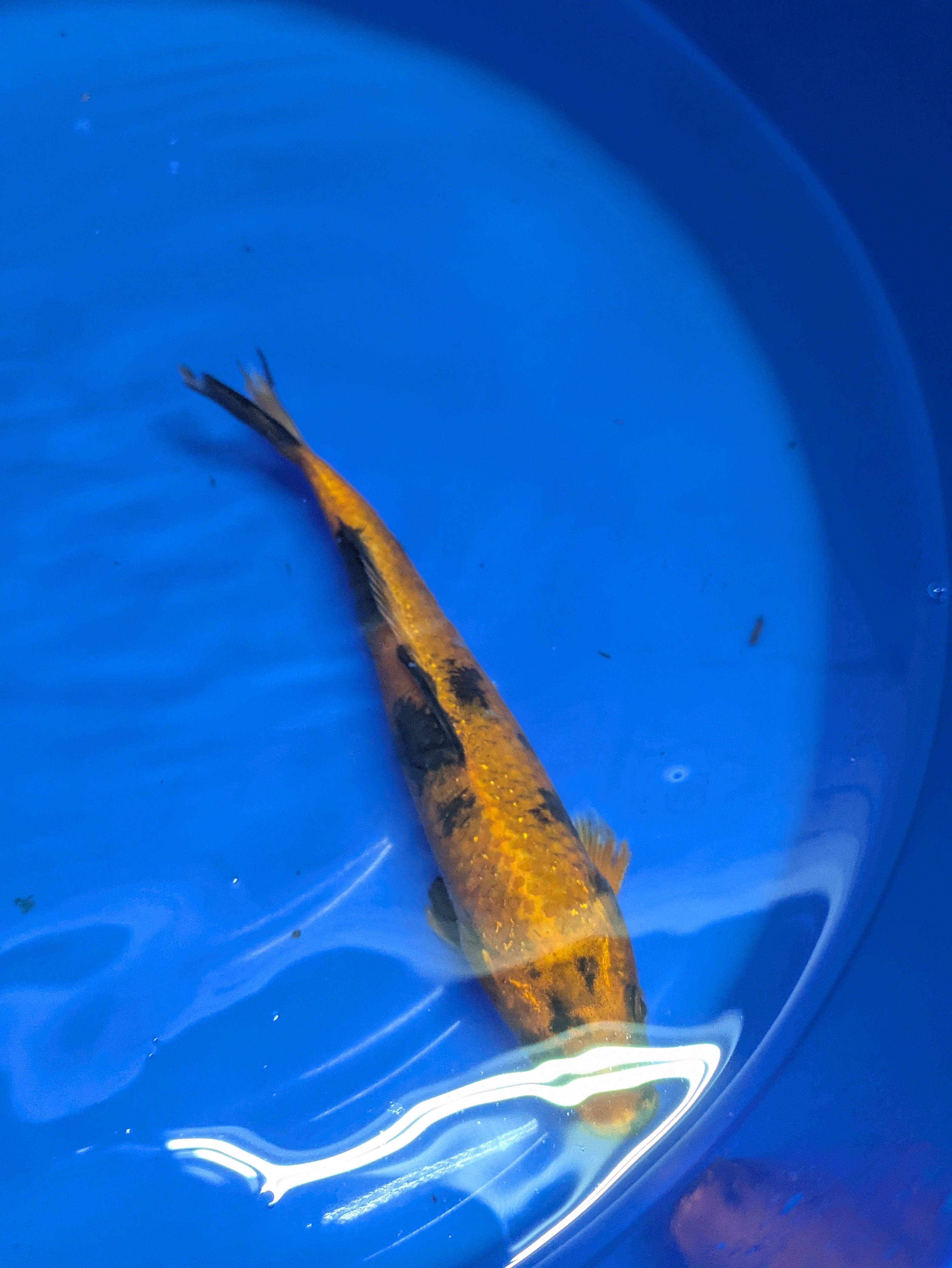 8-10" High quality imported Hi Utsuri Koi Fish