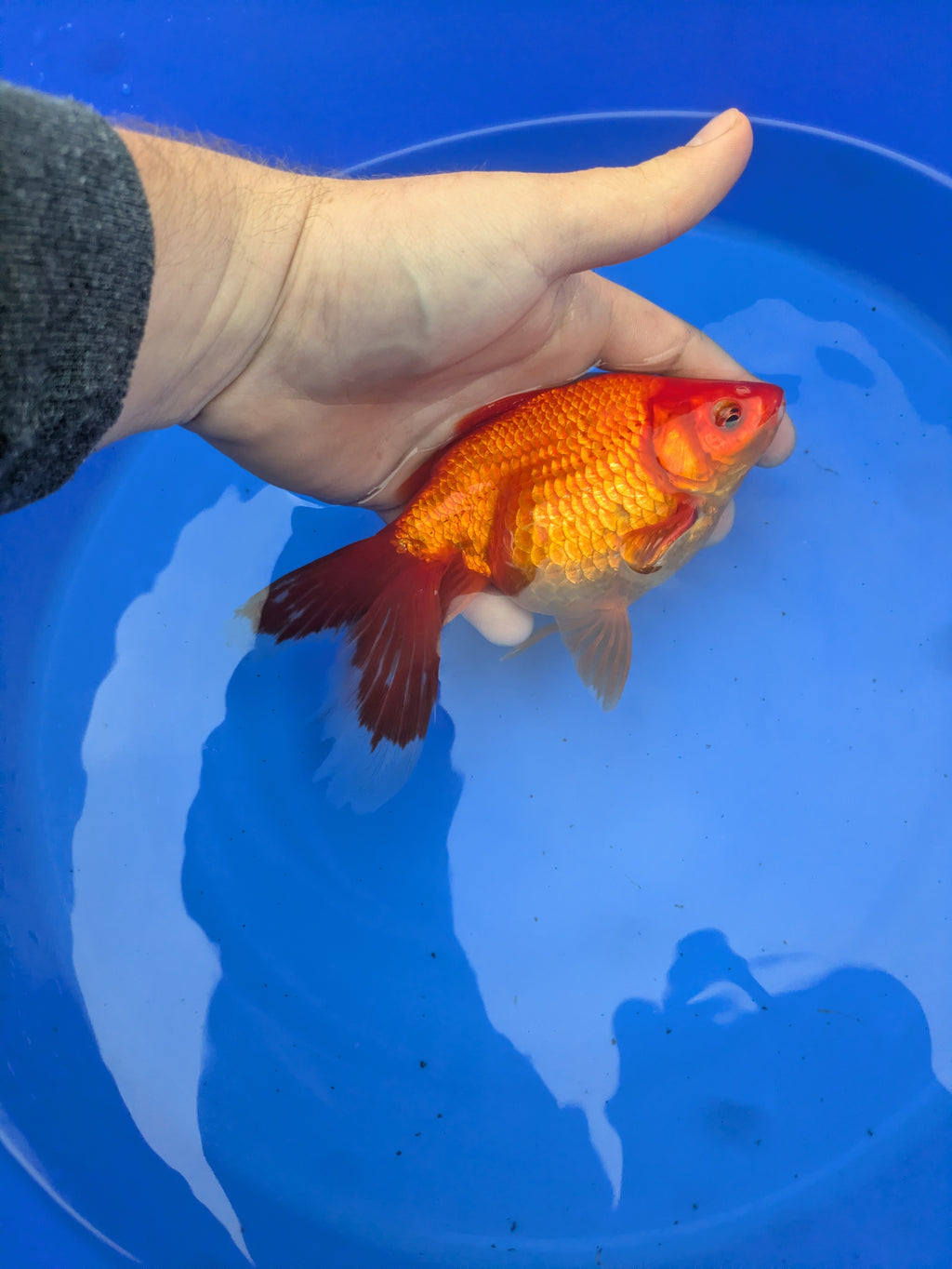Large Fantail Goldfish