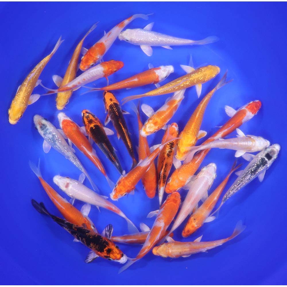 Lot of 18, 5-6" Imported Hikari Koi Fish